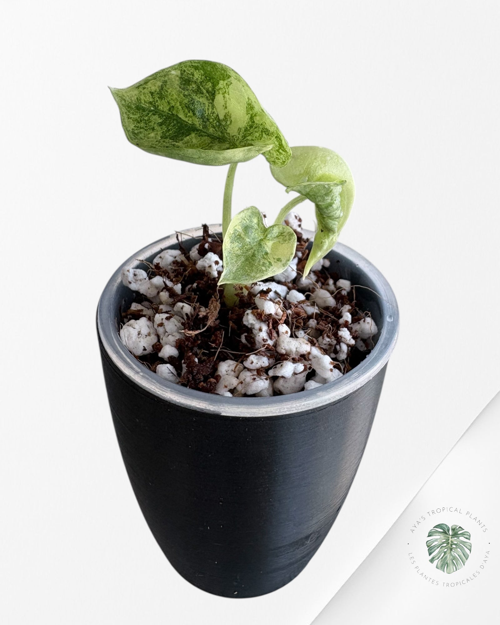 Alocasia Silver Dragon Aurea Variegated