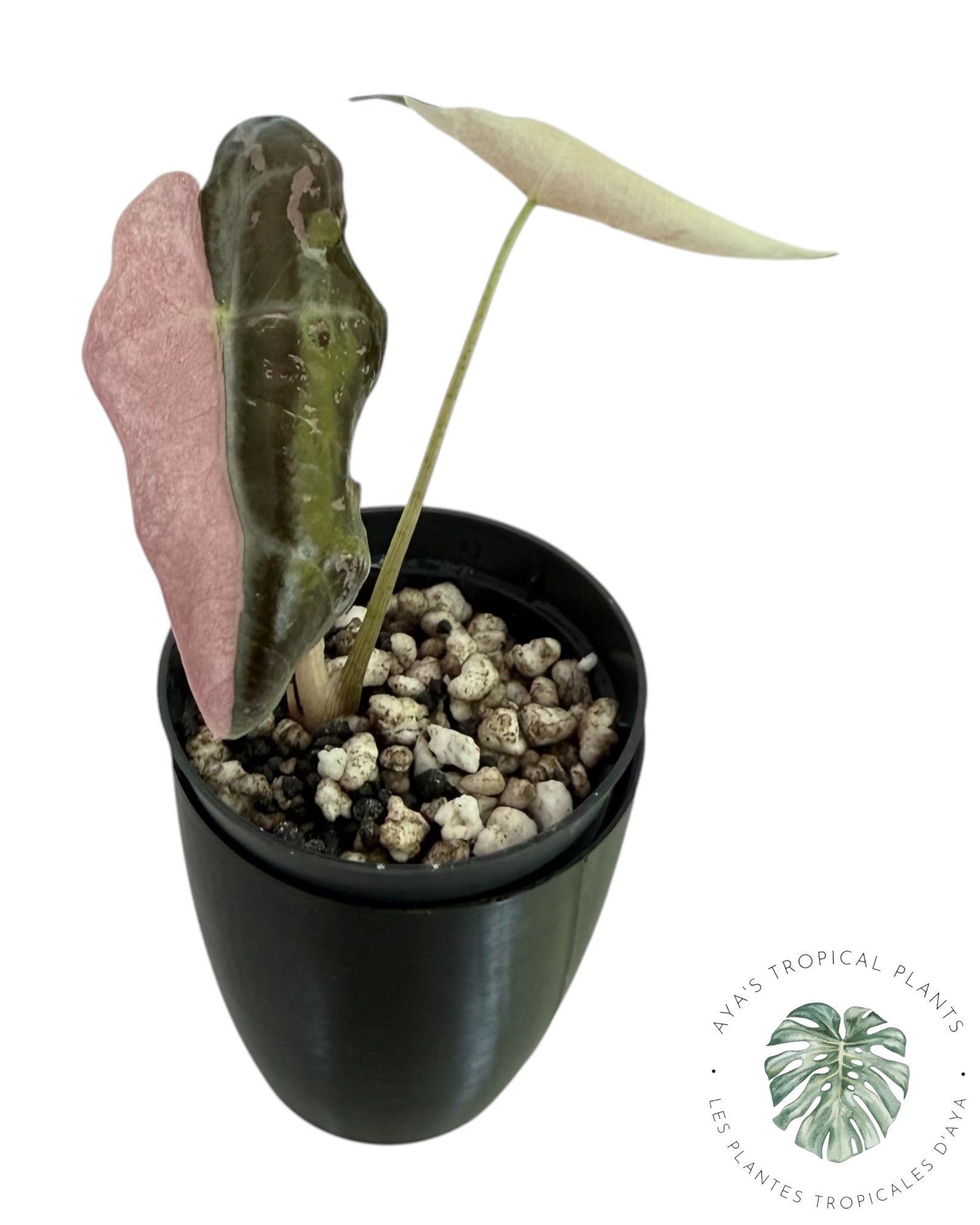 Alocasia Nobilis Pink Variegated