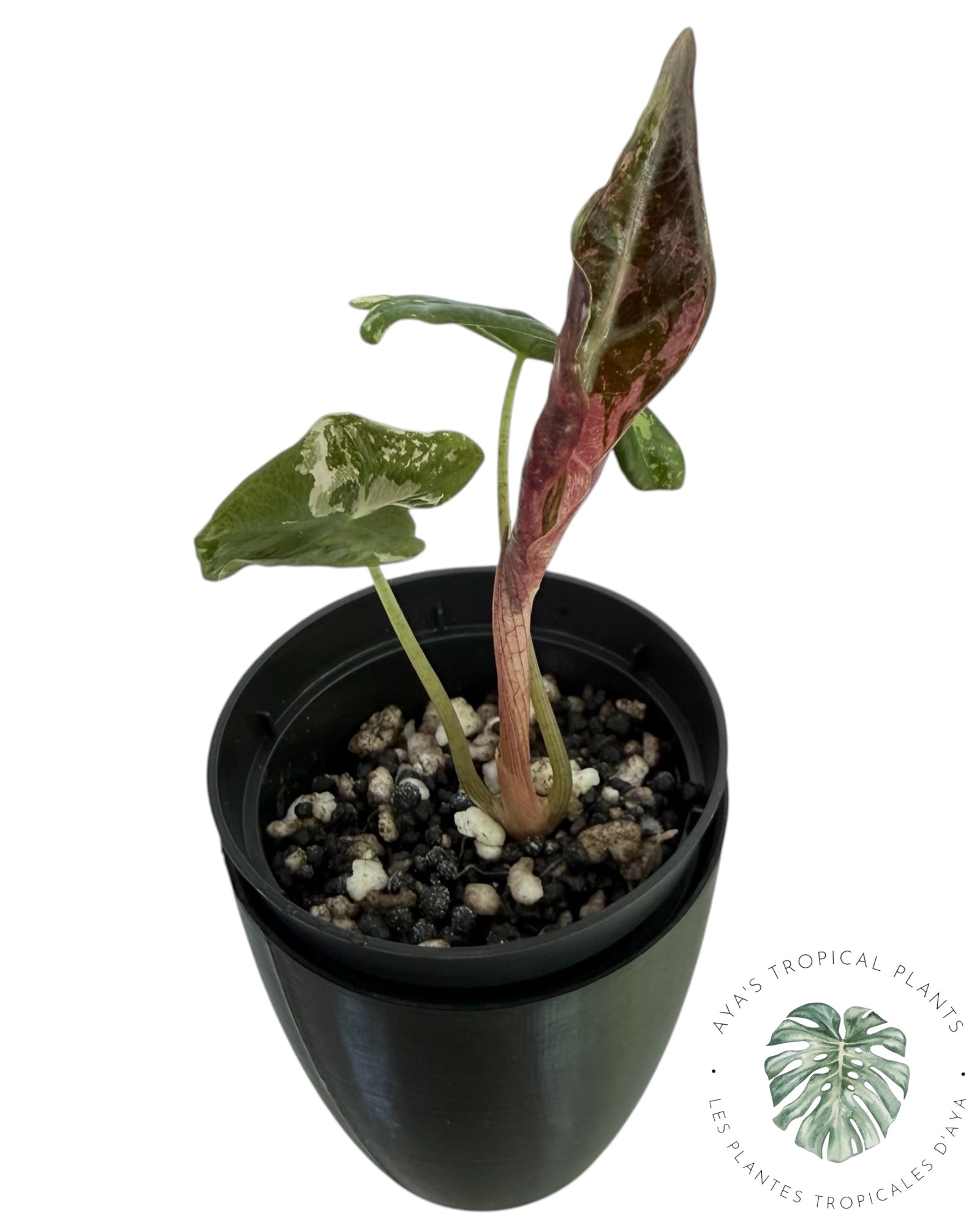 Alocasia Nobilis Pink Variegated