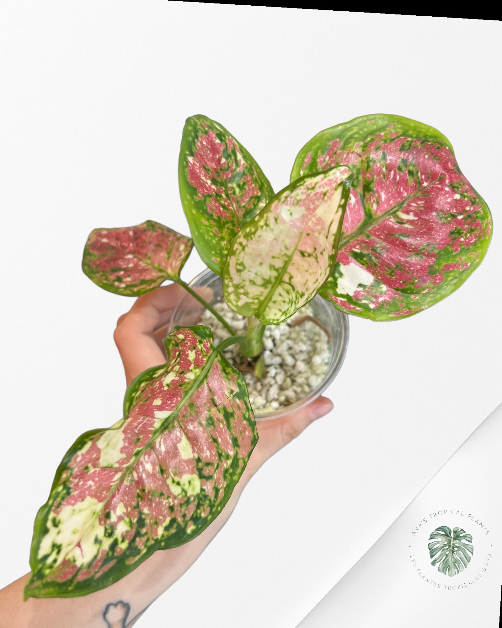 Philodendron Florida Beauty JAF3
