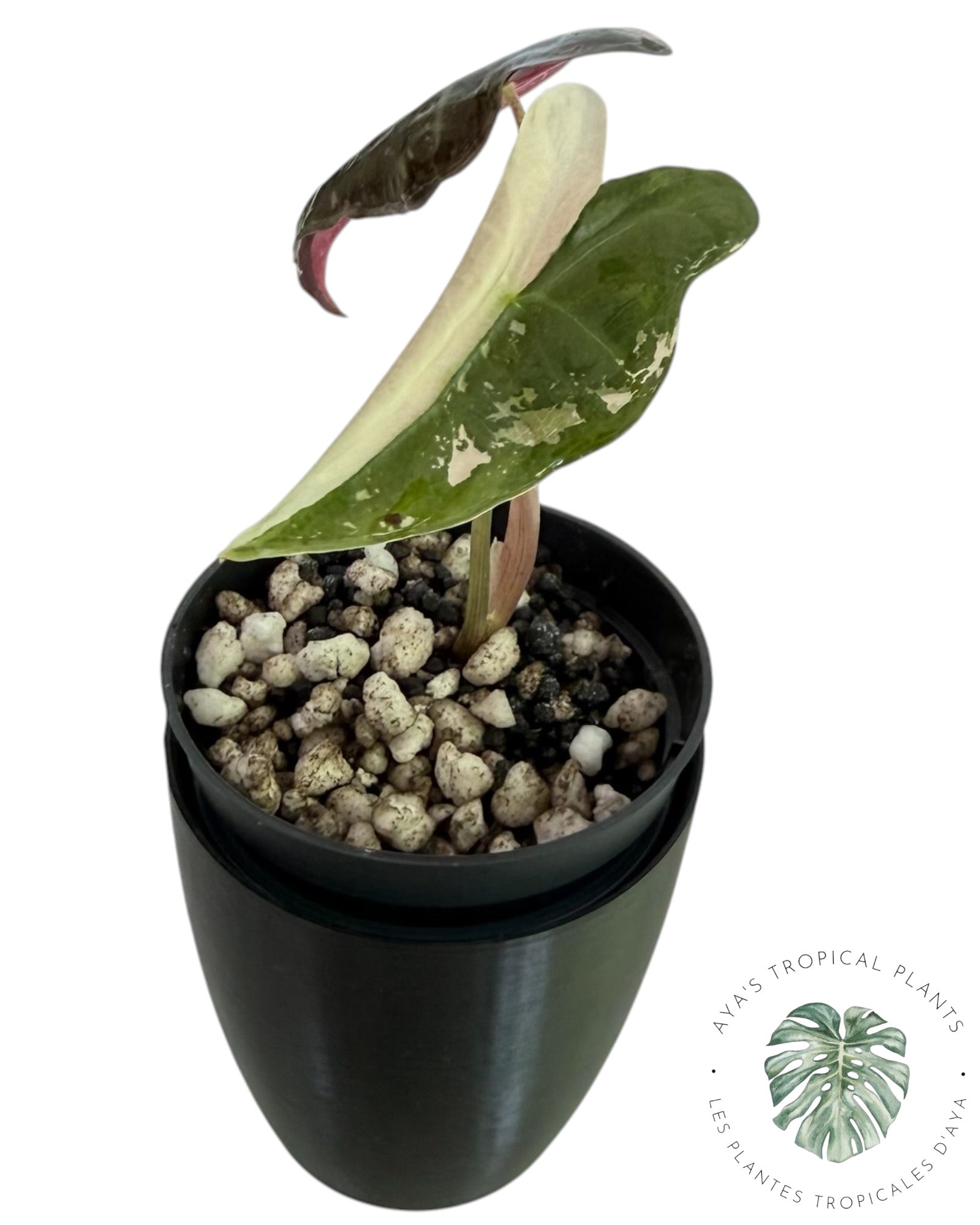 Alocasia Nobilis Pink Variegated