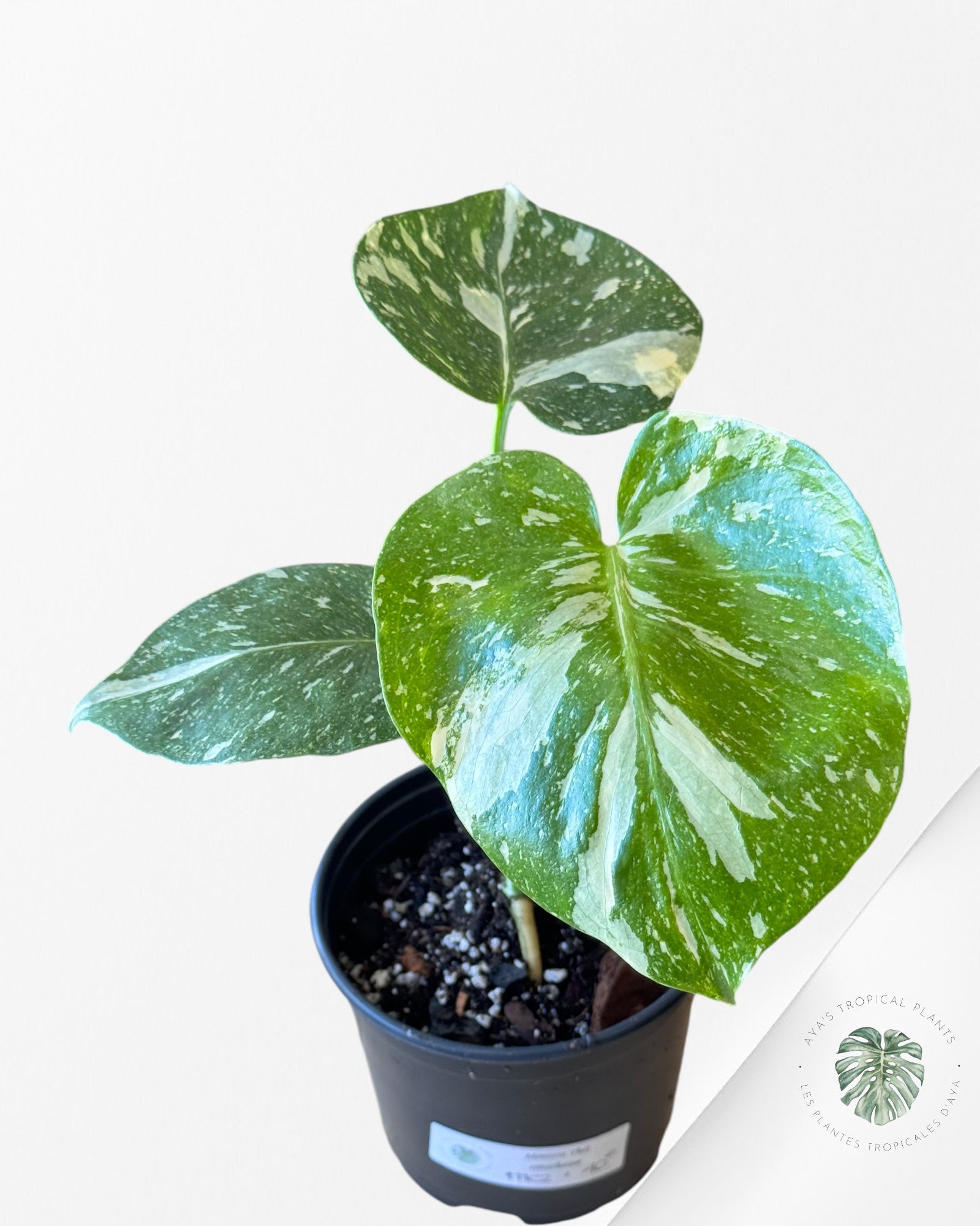 Philodendron Florida Beauty JAF3