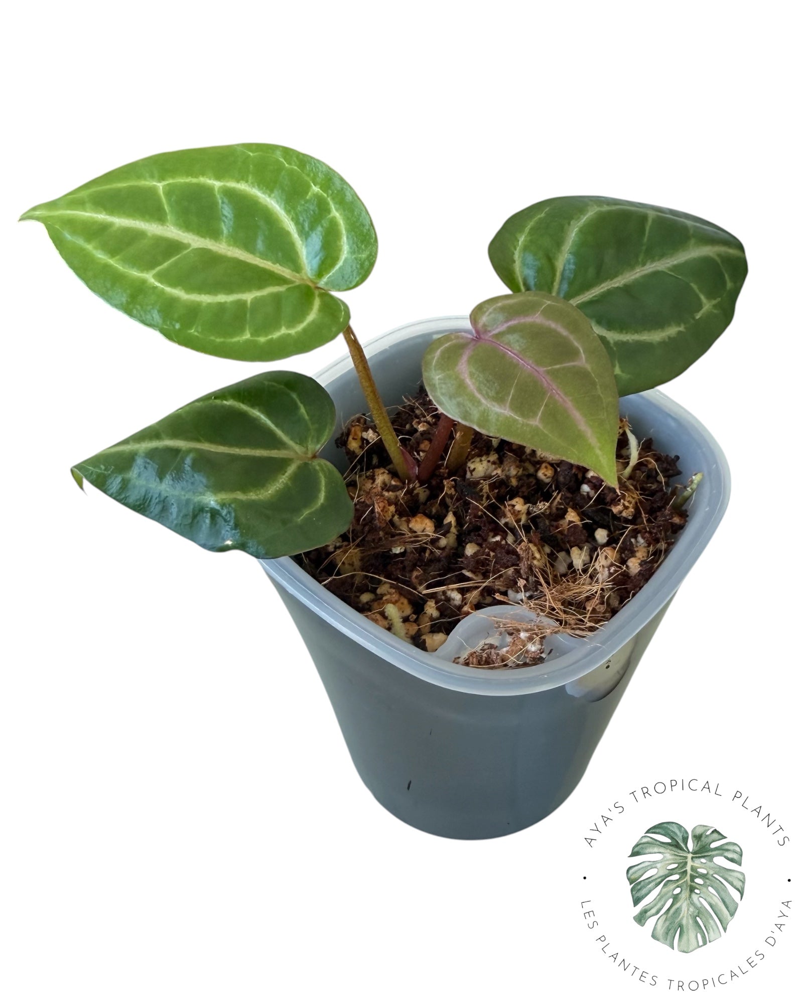 Anthurium Wonderboy X Michelle