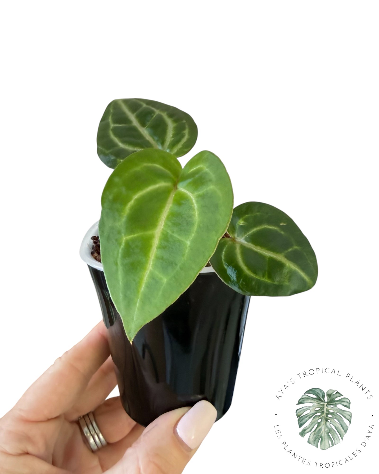 Anthurium Wonderboy X Michelle