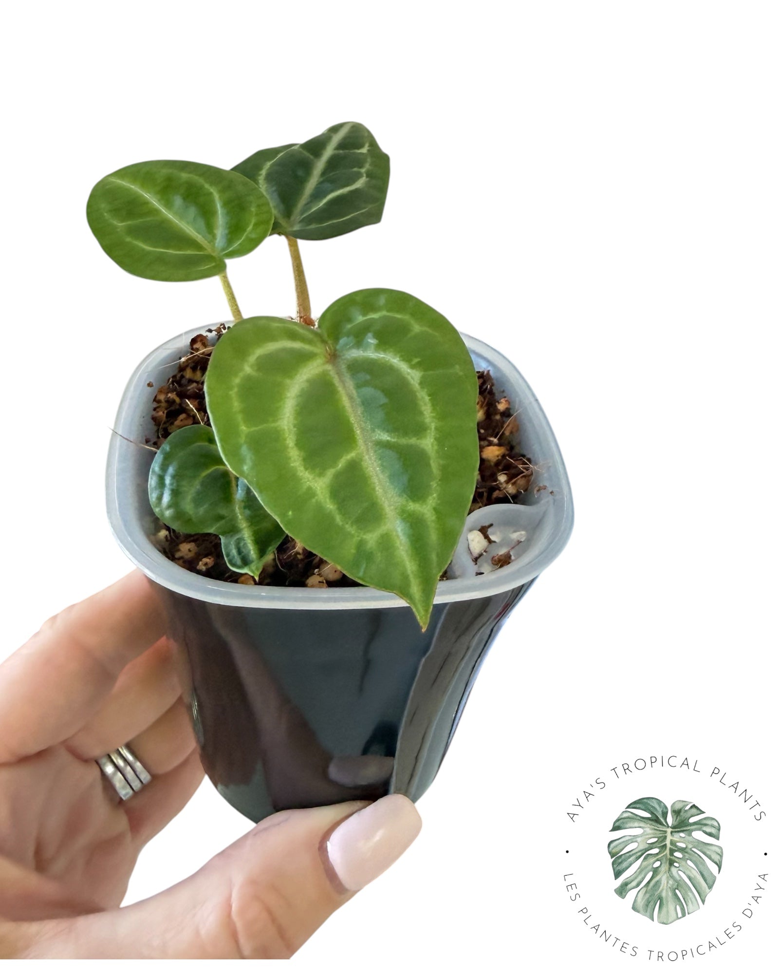 Anthurium Wonderboy X Michelle