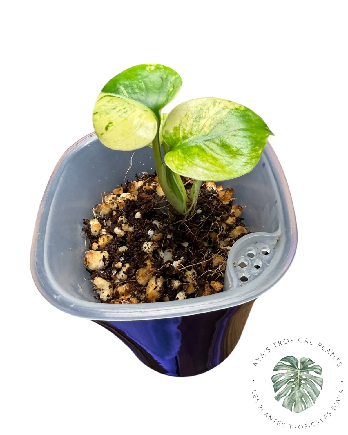 Monstera Siam Mint