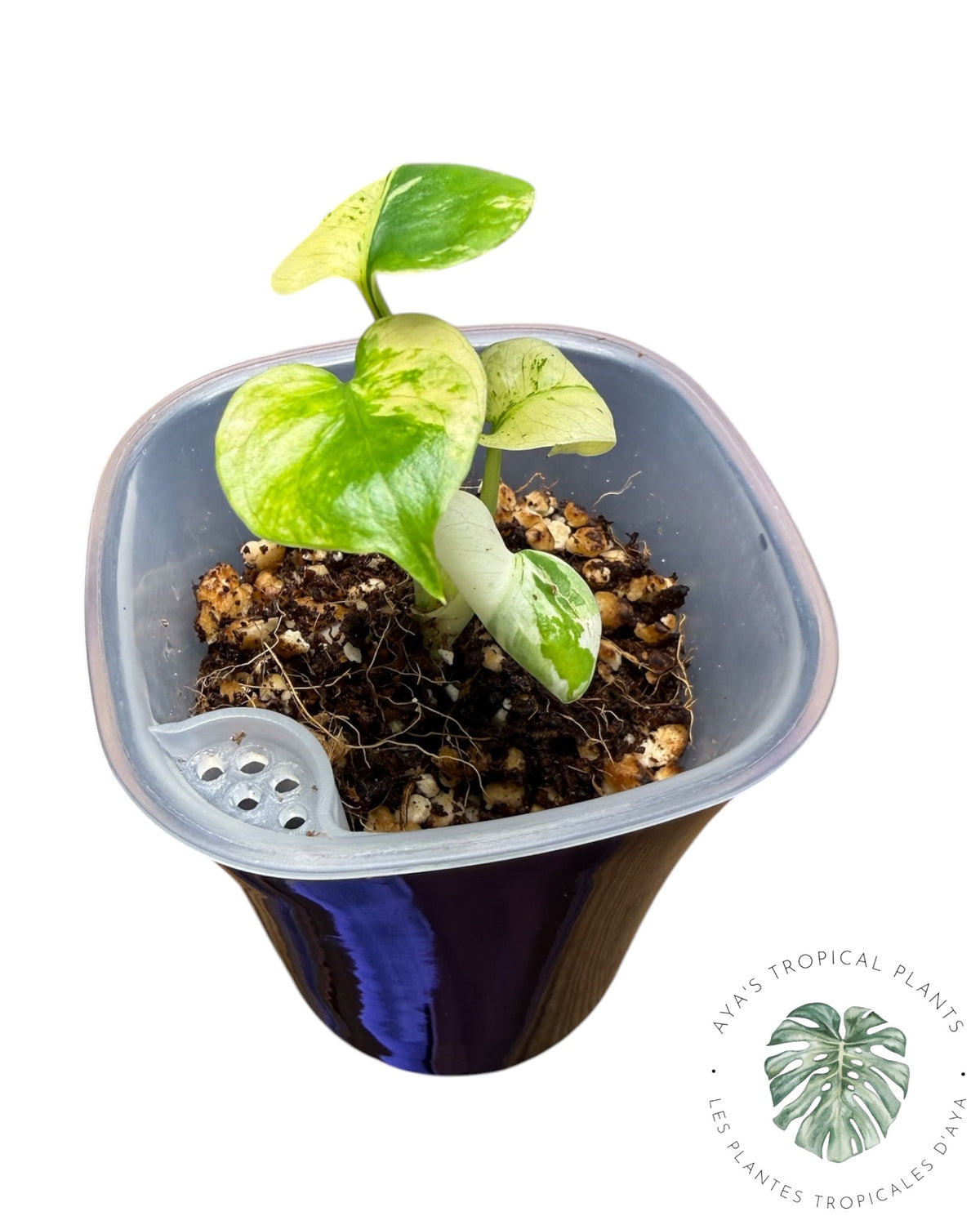Monstera Siam Mint