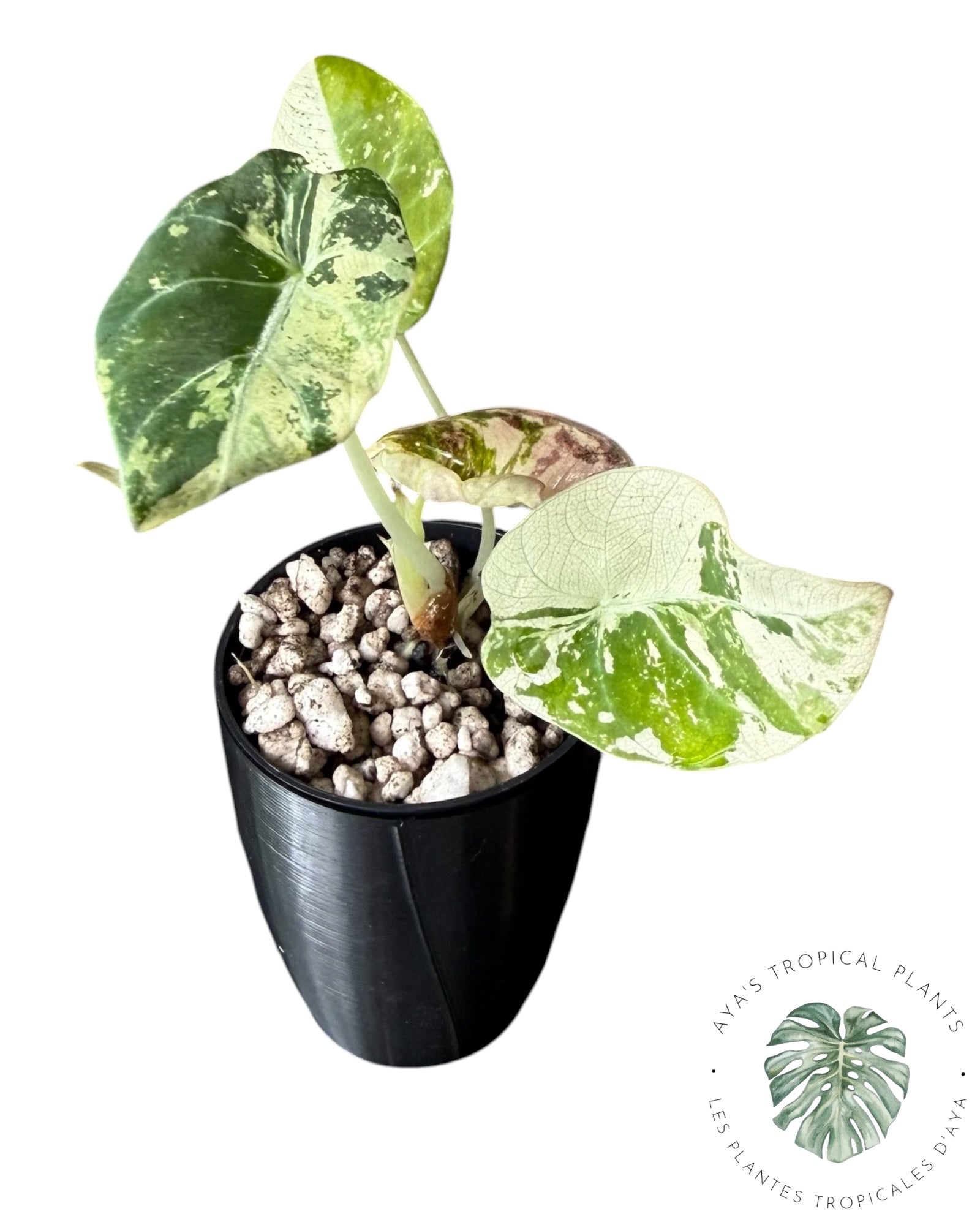 Alocasia Black Velvet Snowflake Variegated