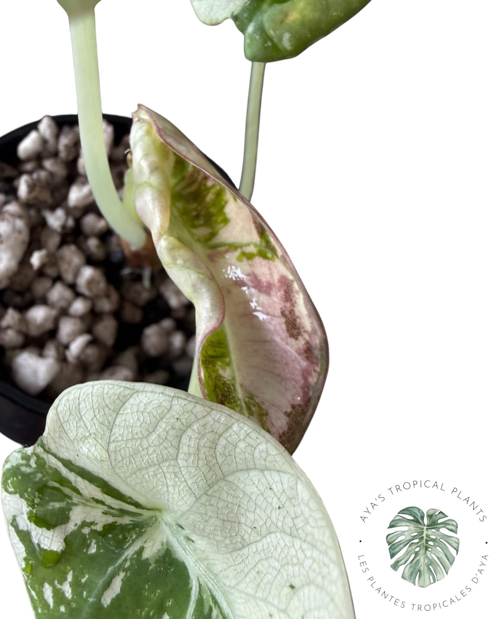 Alocasia Black Velvet Snowflake Variegated