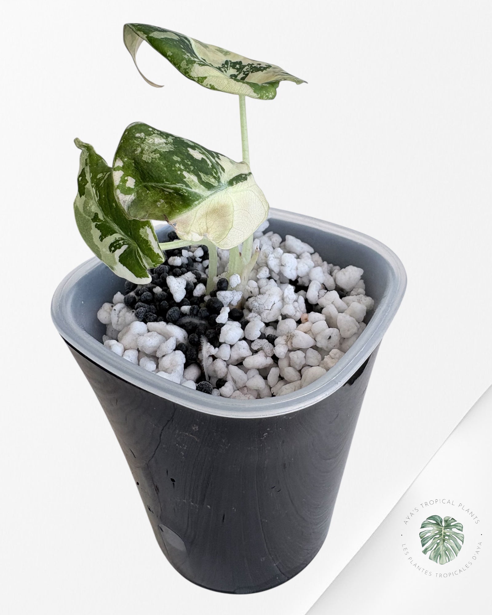 Alocasia Black Velvet Pink Variegated