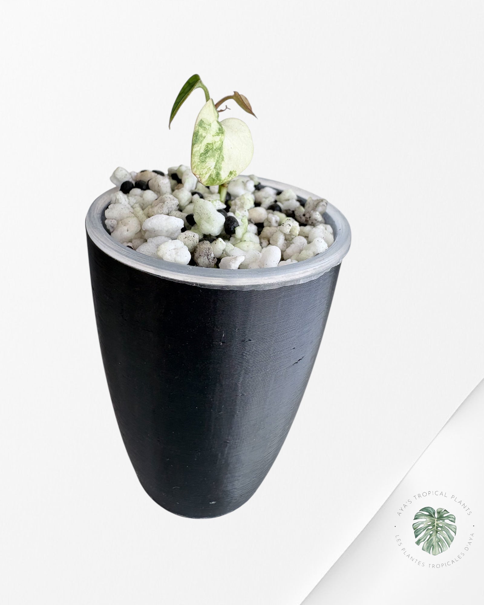 Anthurium Papillilaminum X Magnificum Variegated