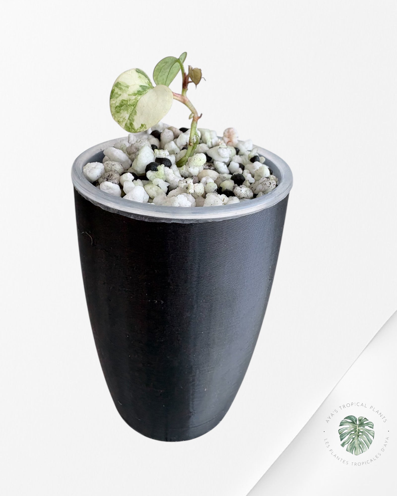 Anthurium Papillilaminum X Magnificum Variegated