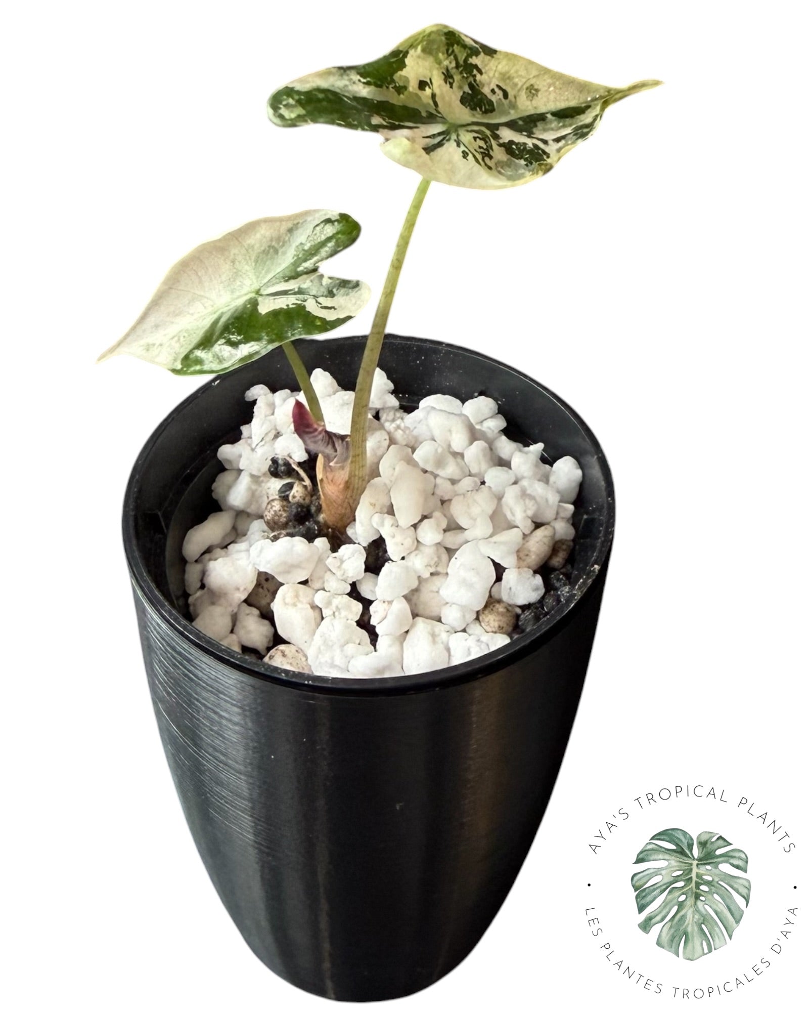 Alocasia Nobilis Pink Variegated