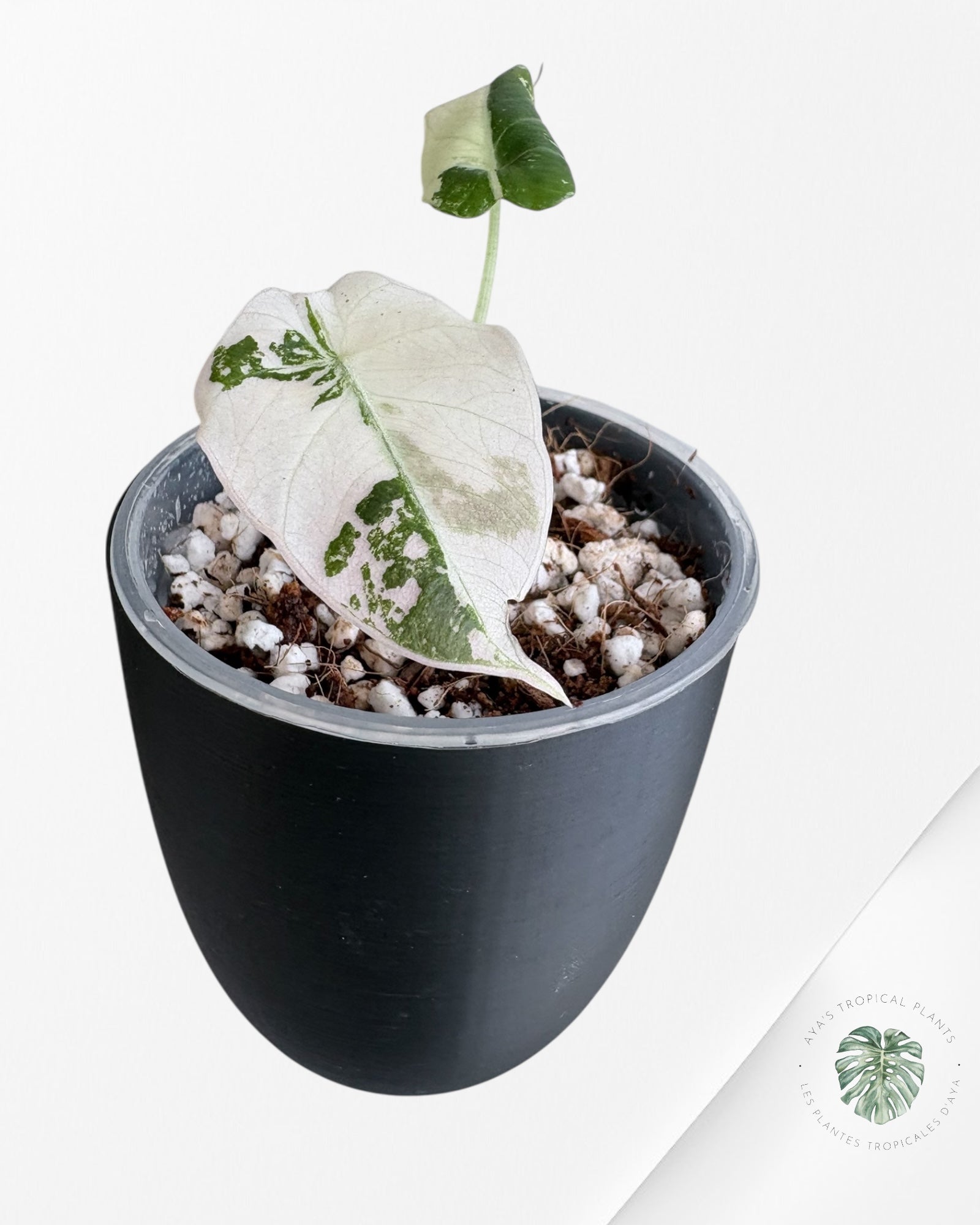 Alocasia Black Velvet Pink Variegated