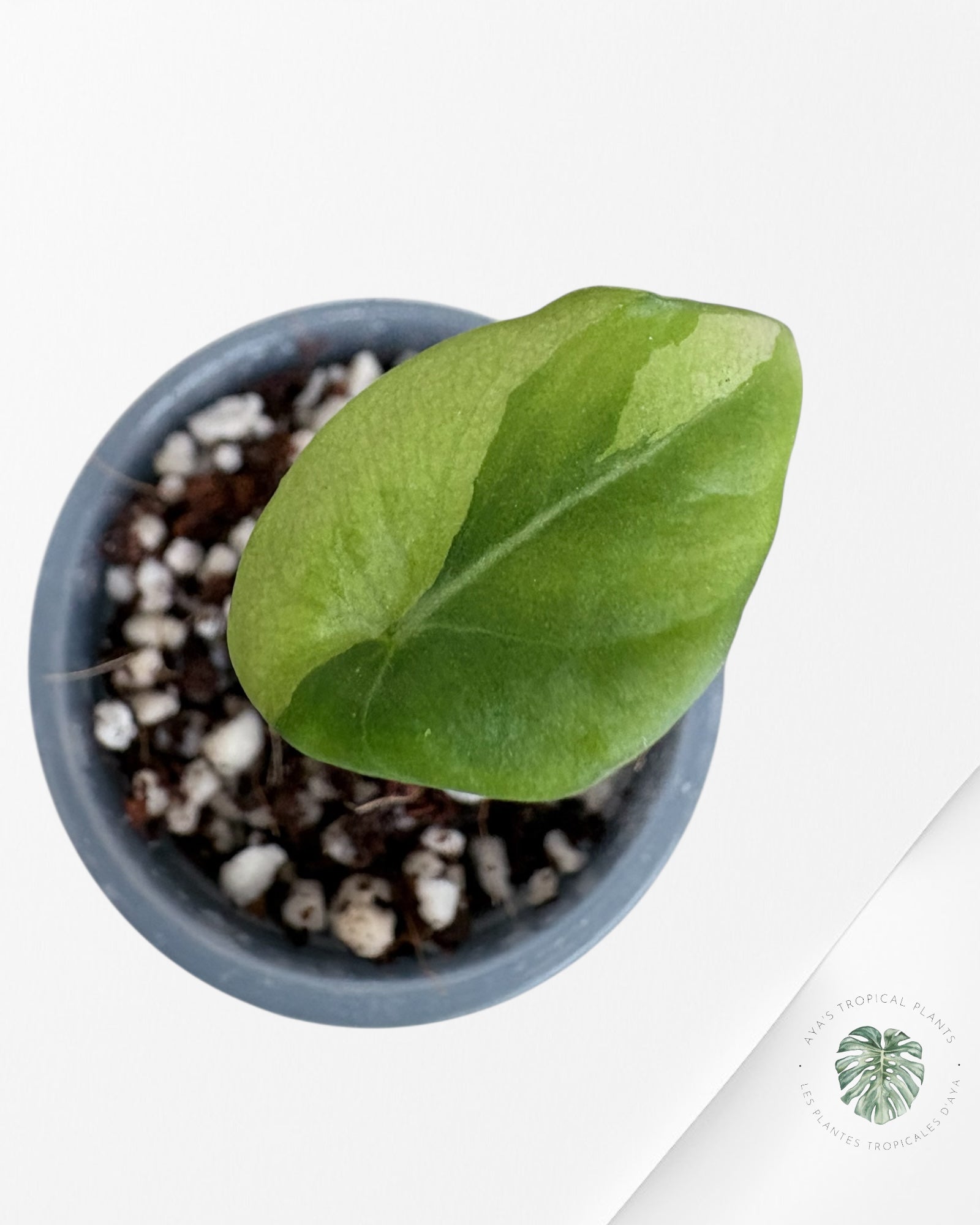 Alocasia Black Velvet Aurea Variegated