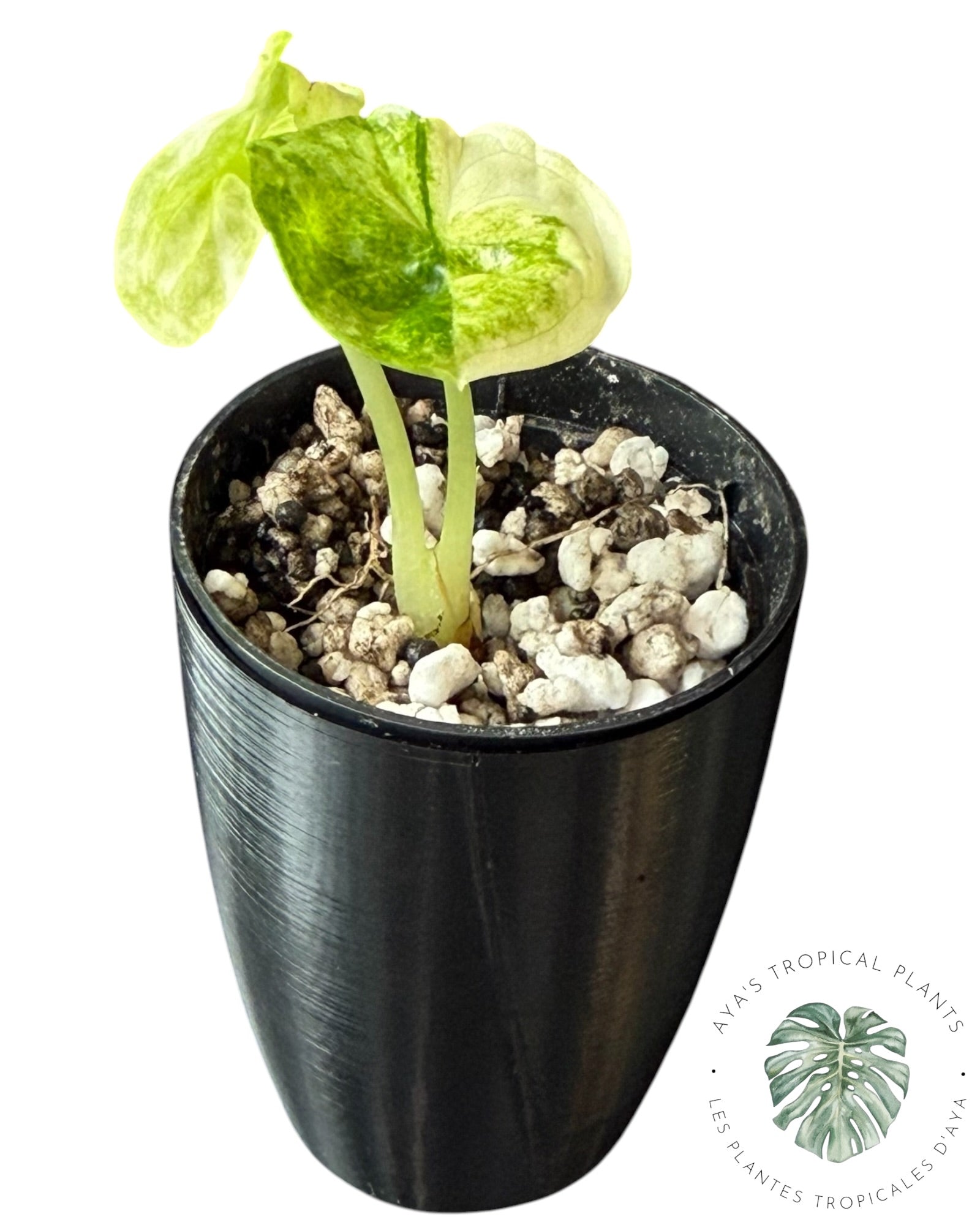 Alocasia Aegis Mint Variegated