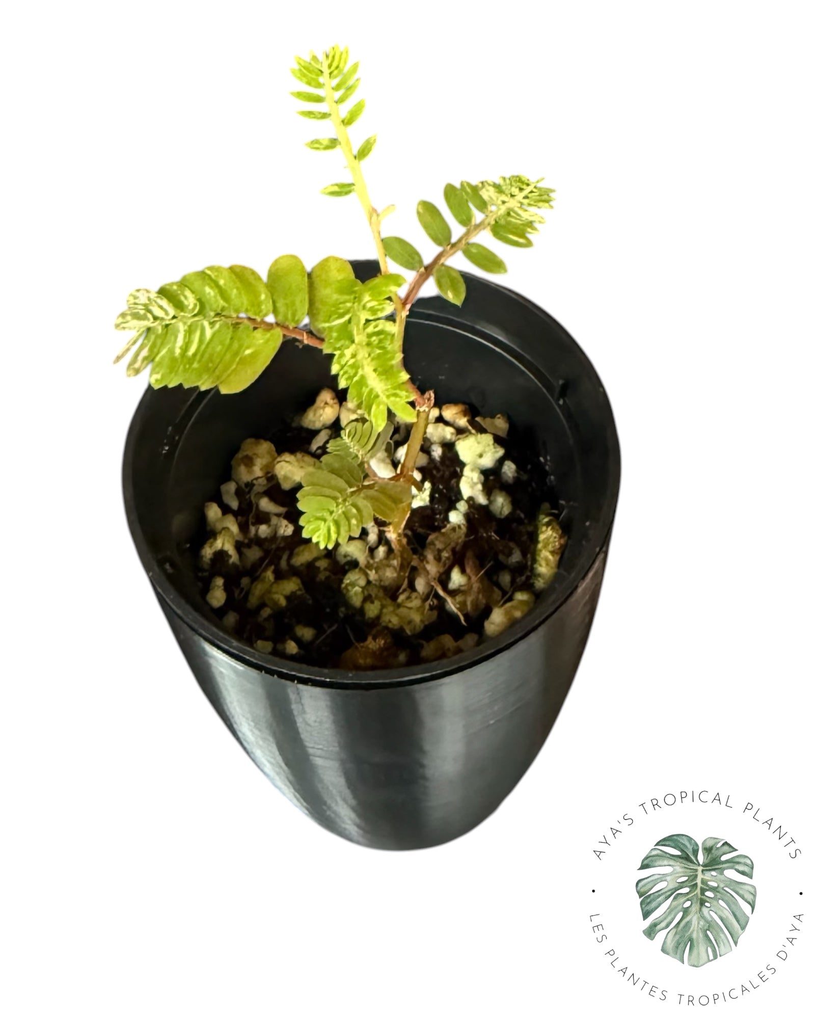Phyllanthus urinaria panaché rose