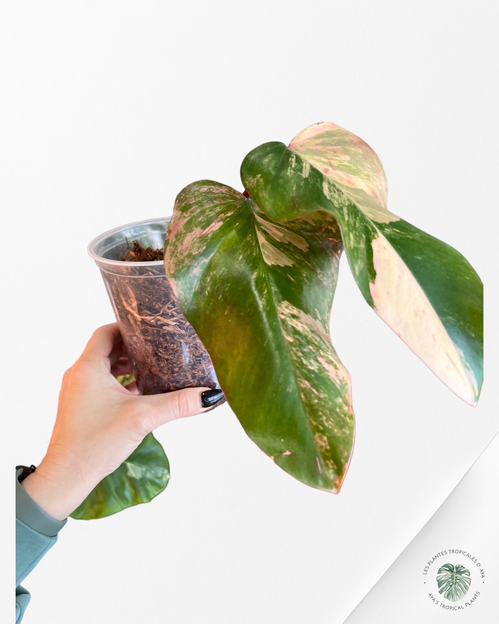 Philodendron Strawberry Shake JAS5