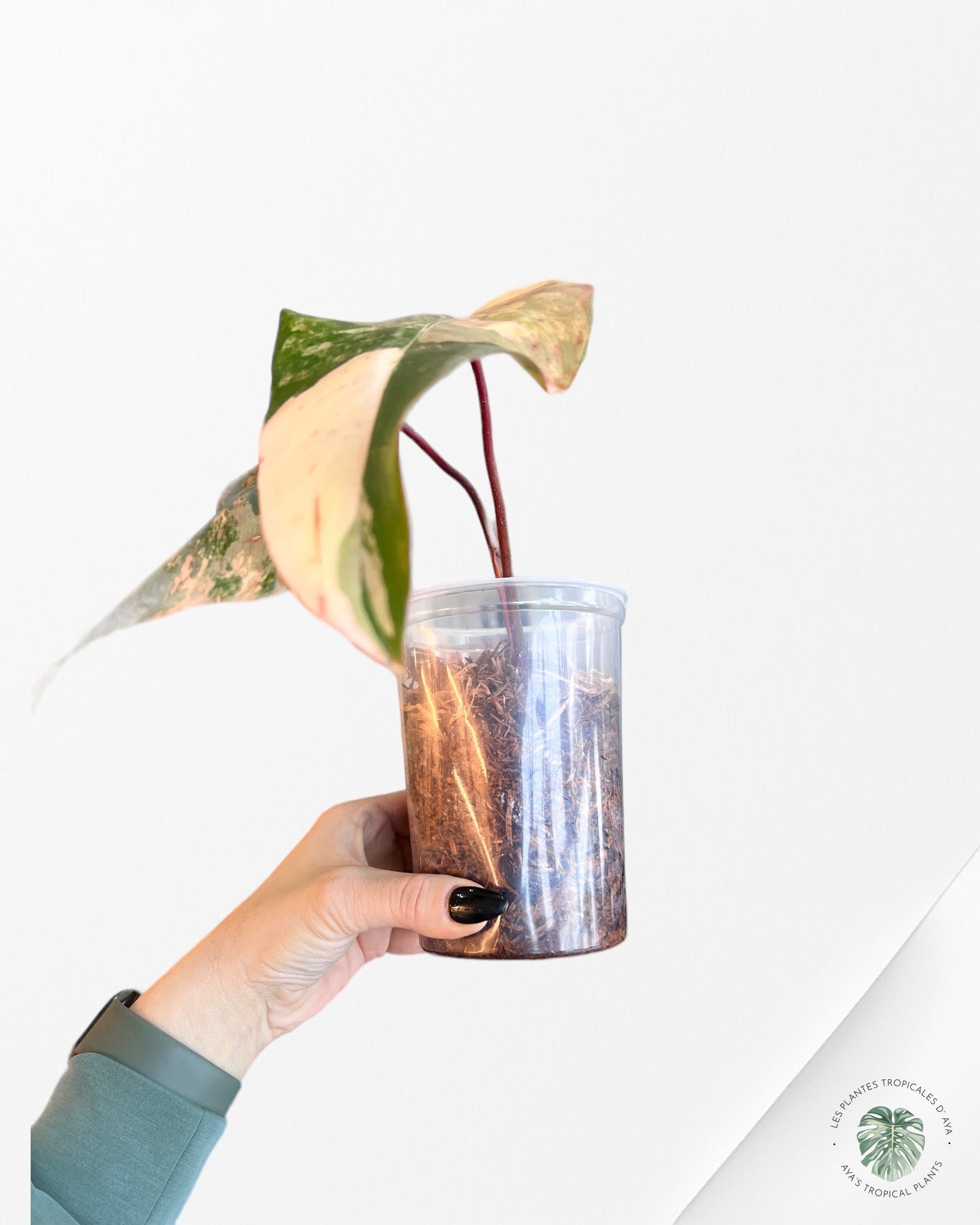 Philodendron Strawberry Shake JAS5