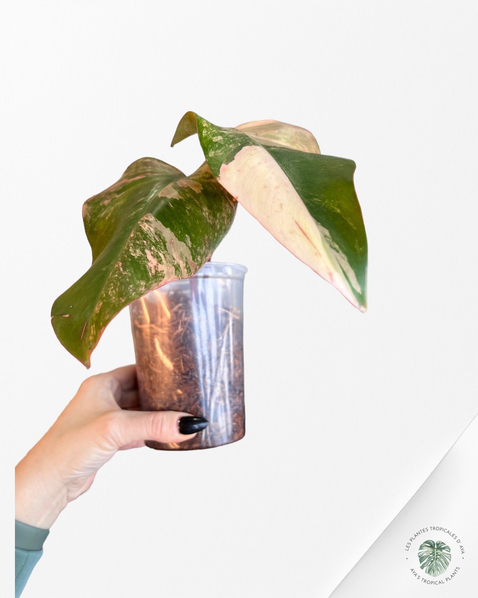 Philodendron Strawberry Shake JAS5