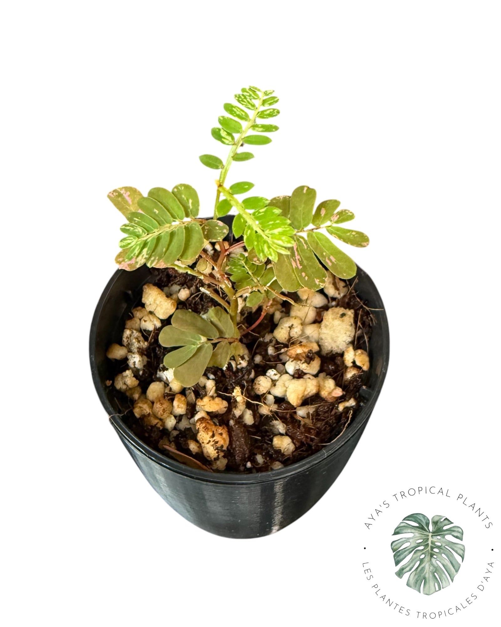 Phyllanthus urinaria 'Pink Variegated