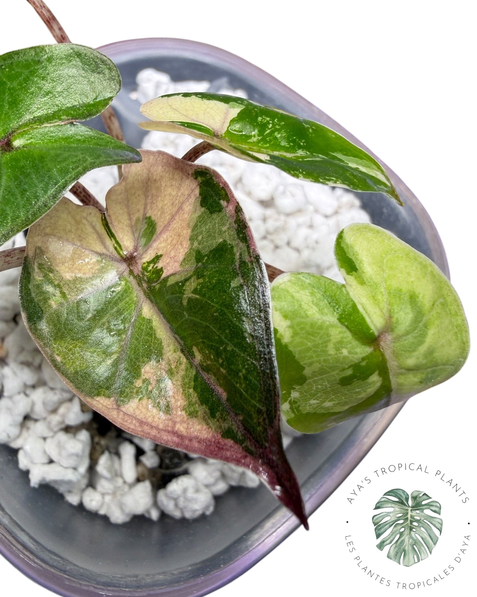 Alocasia Yucatan Princess Pink Variegated