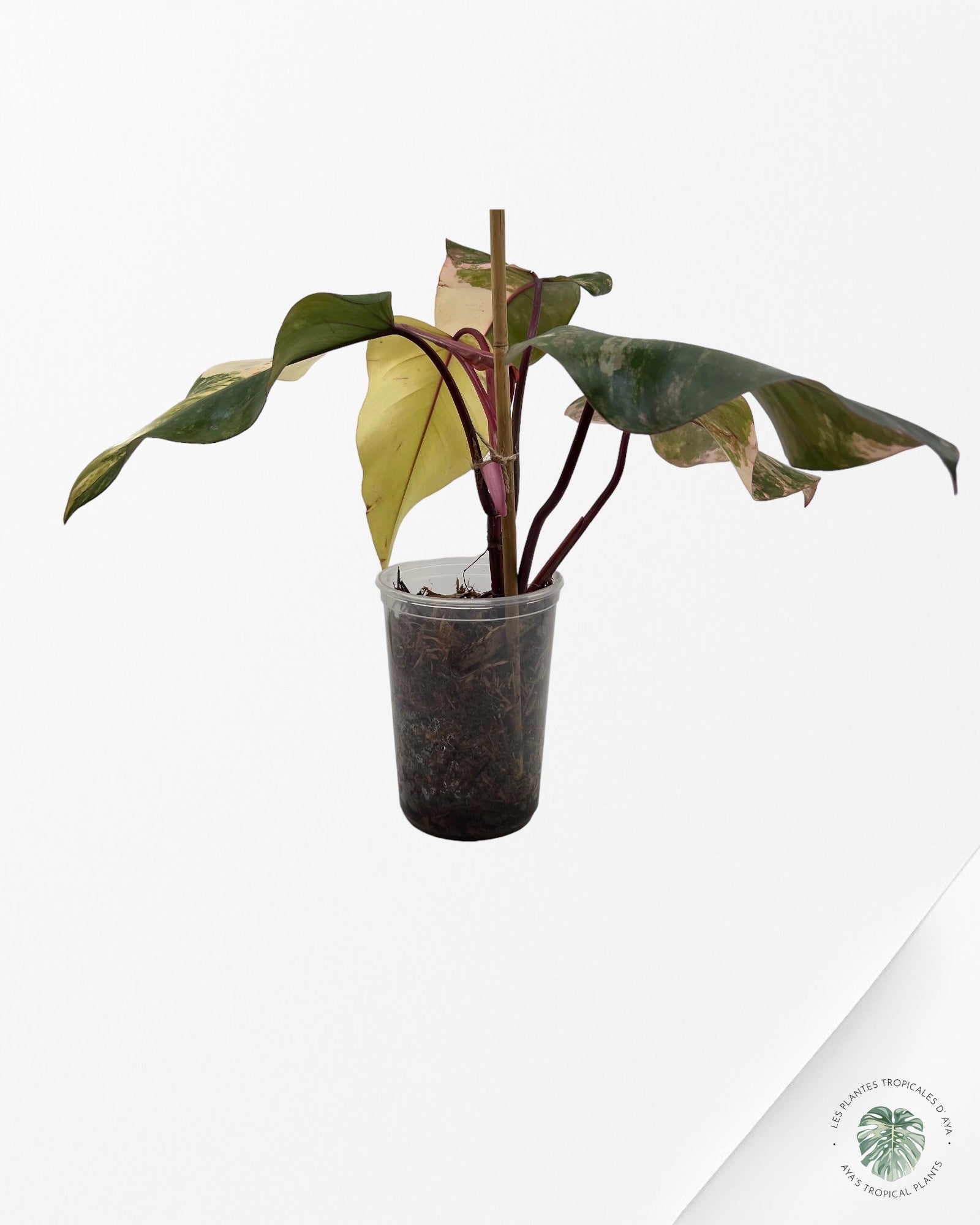 Philodendron Strawberry Shake JAS4