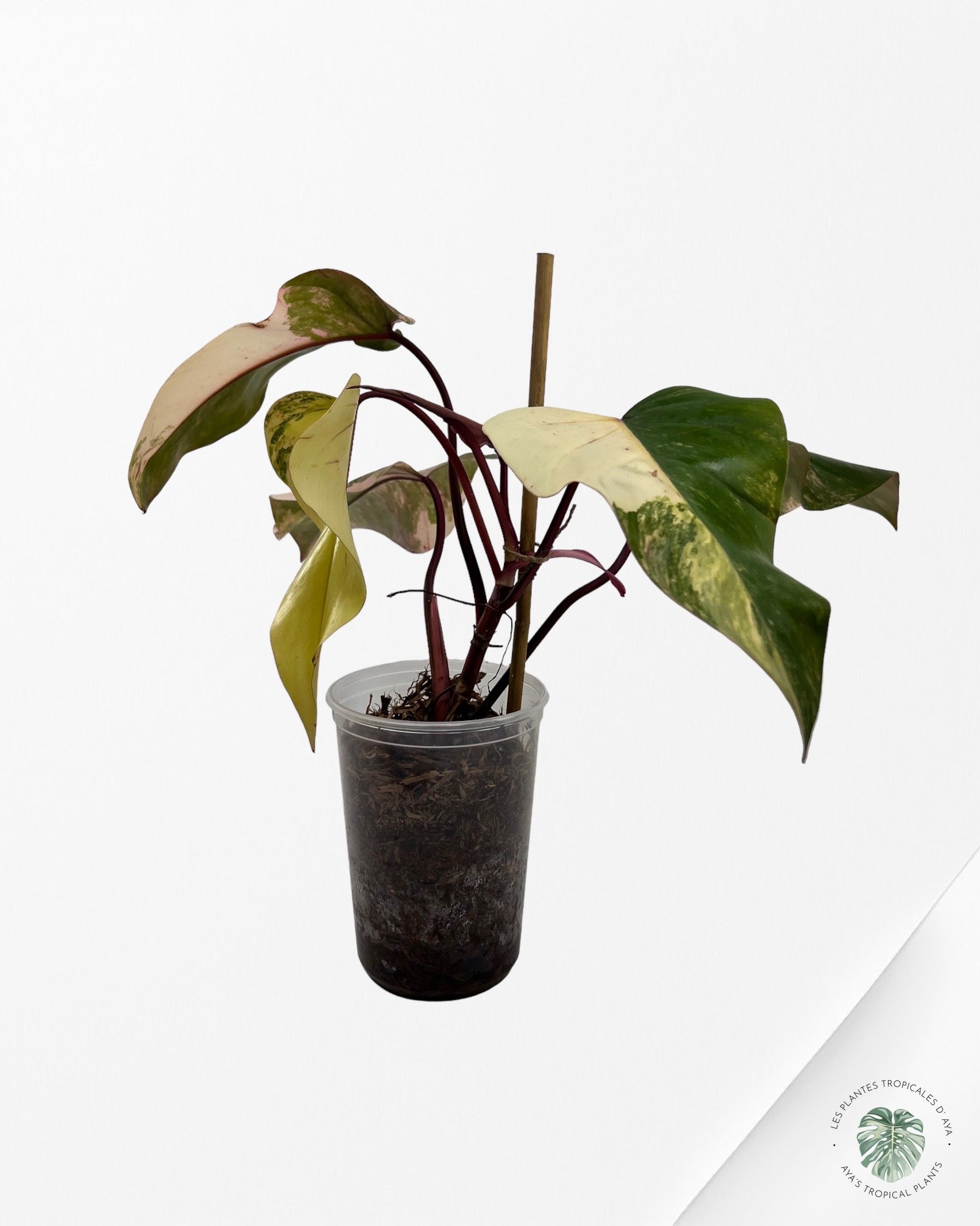 Philodendron Strawberry Shake JAS4