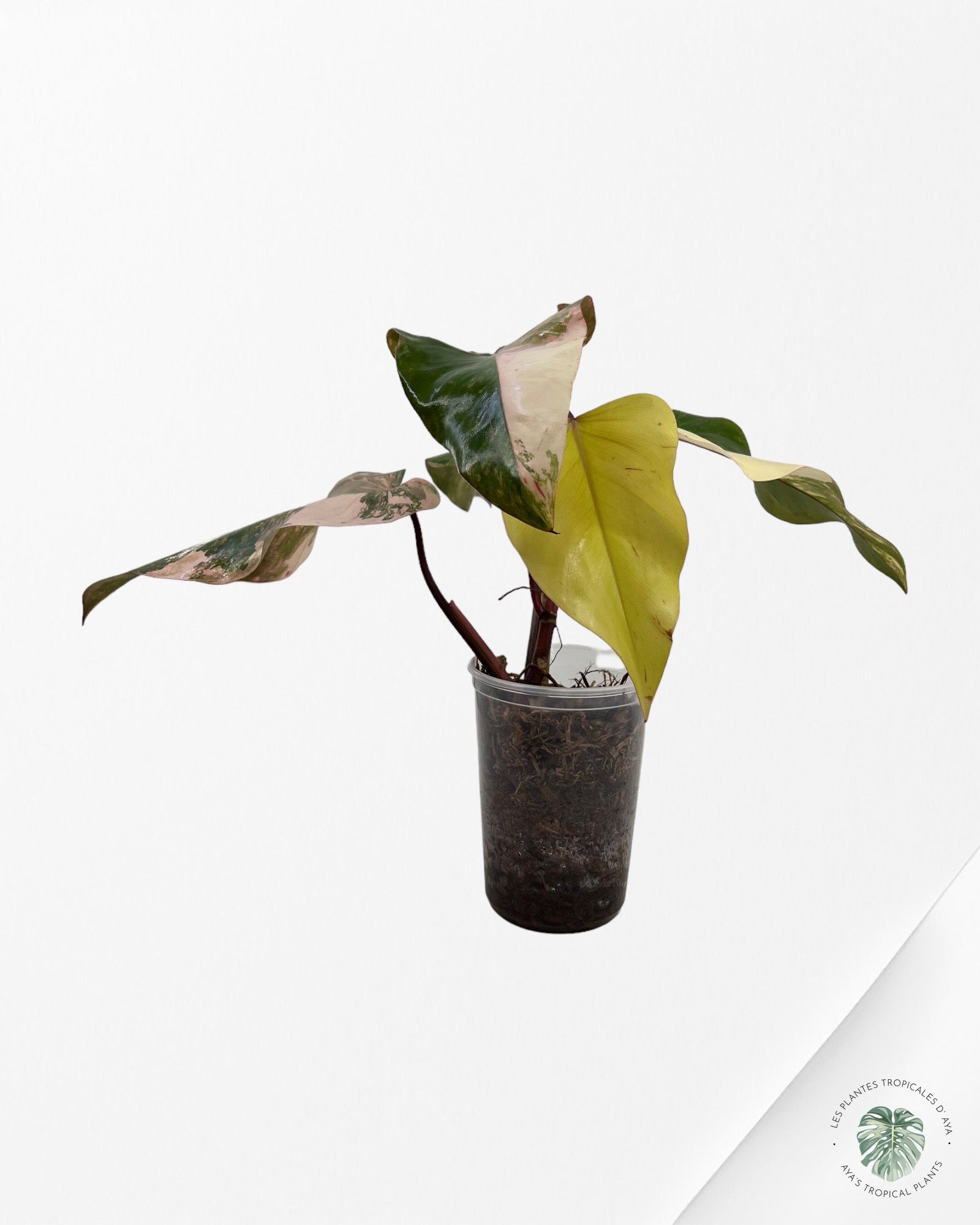 Philodendron Strawberry Shake JAS4