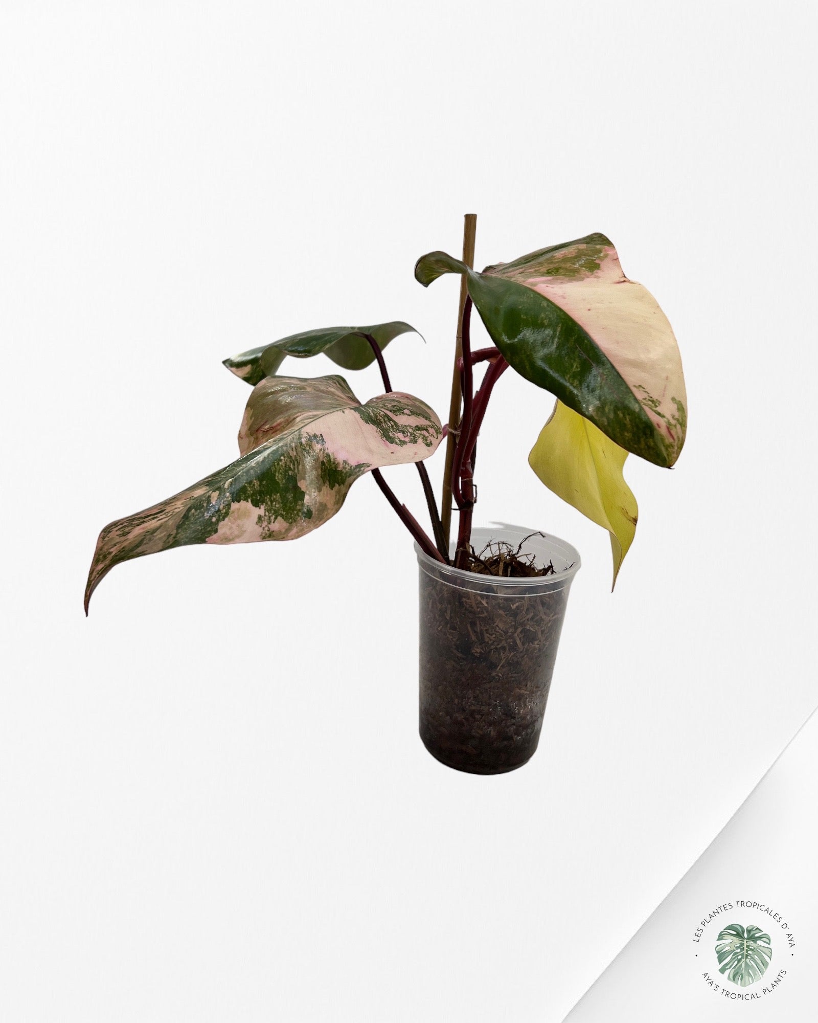 Philodendron Strawberry Shake JAS4