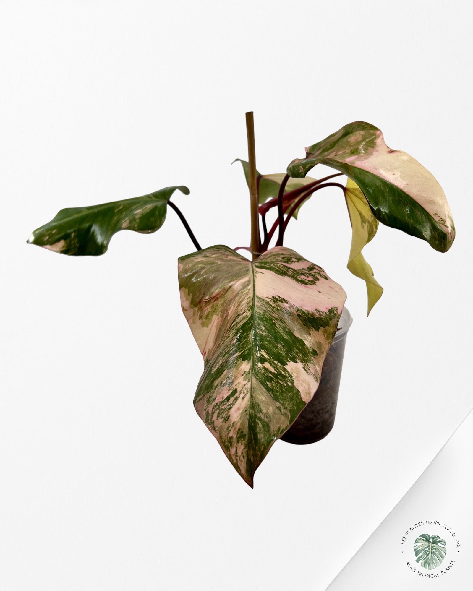 Philodendron Strawberry Shake JAS4