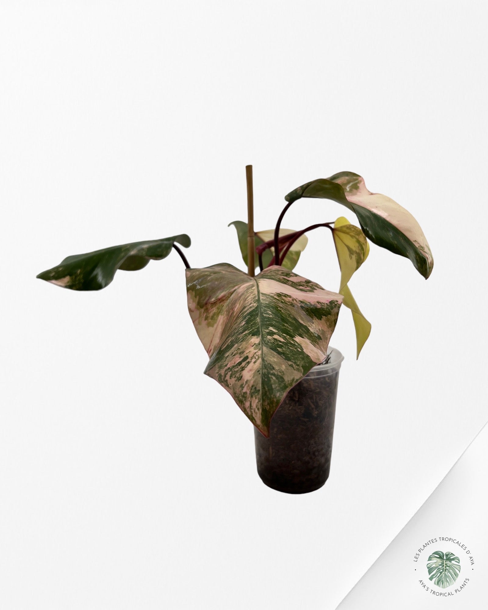 Philodendron Strawberry Shake JAS4