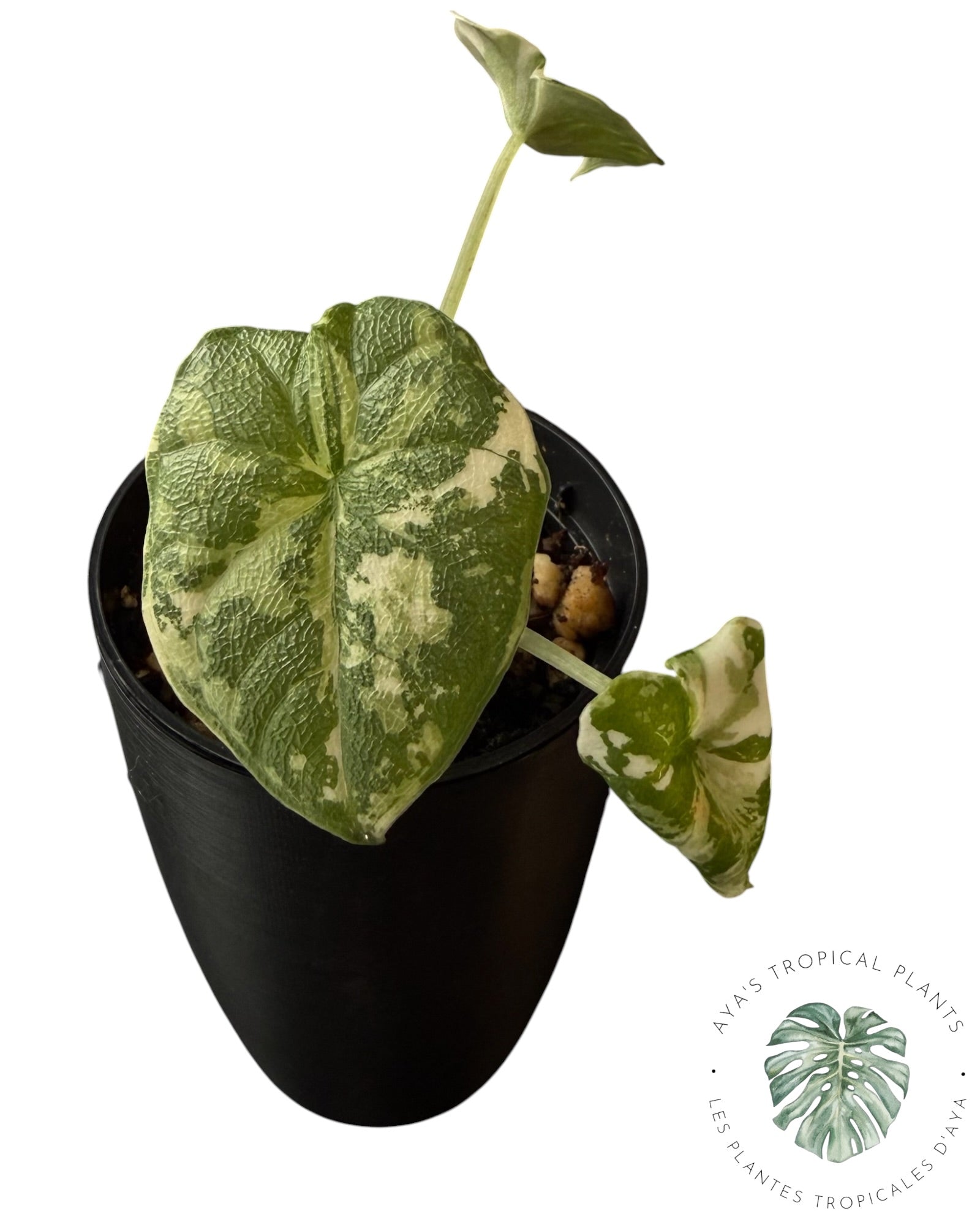 Alocasia Melo Albo Variegated