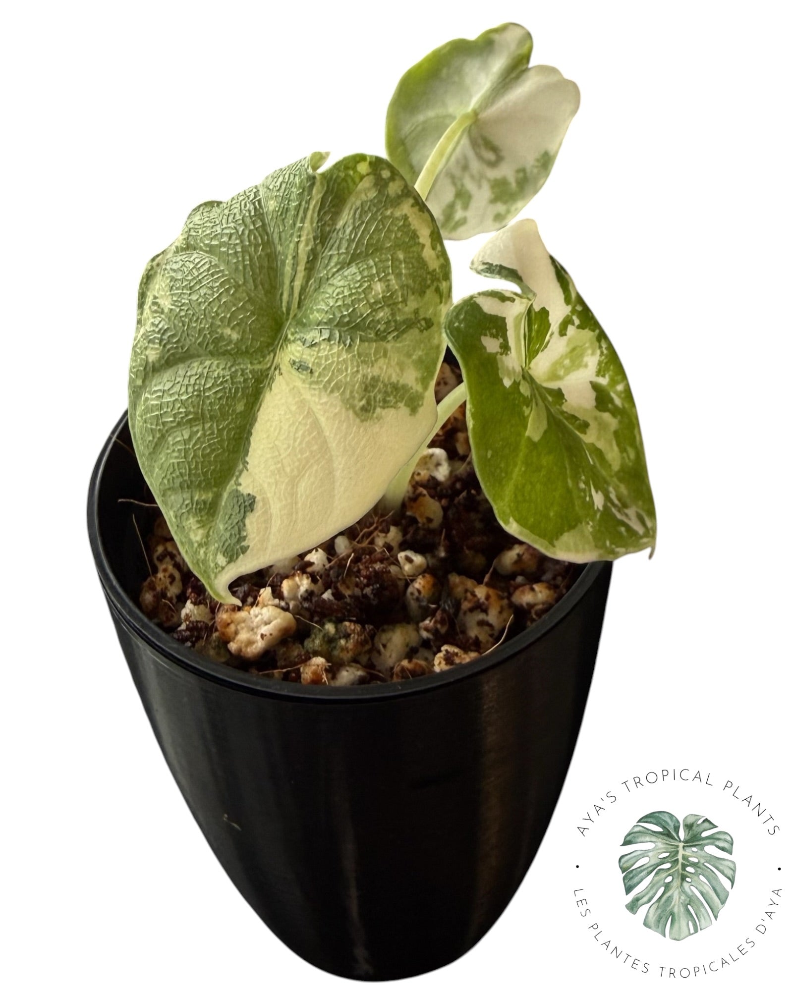 Alocasia Melo Albo panaché