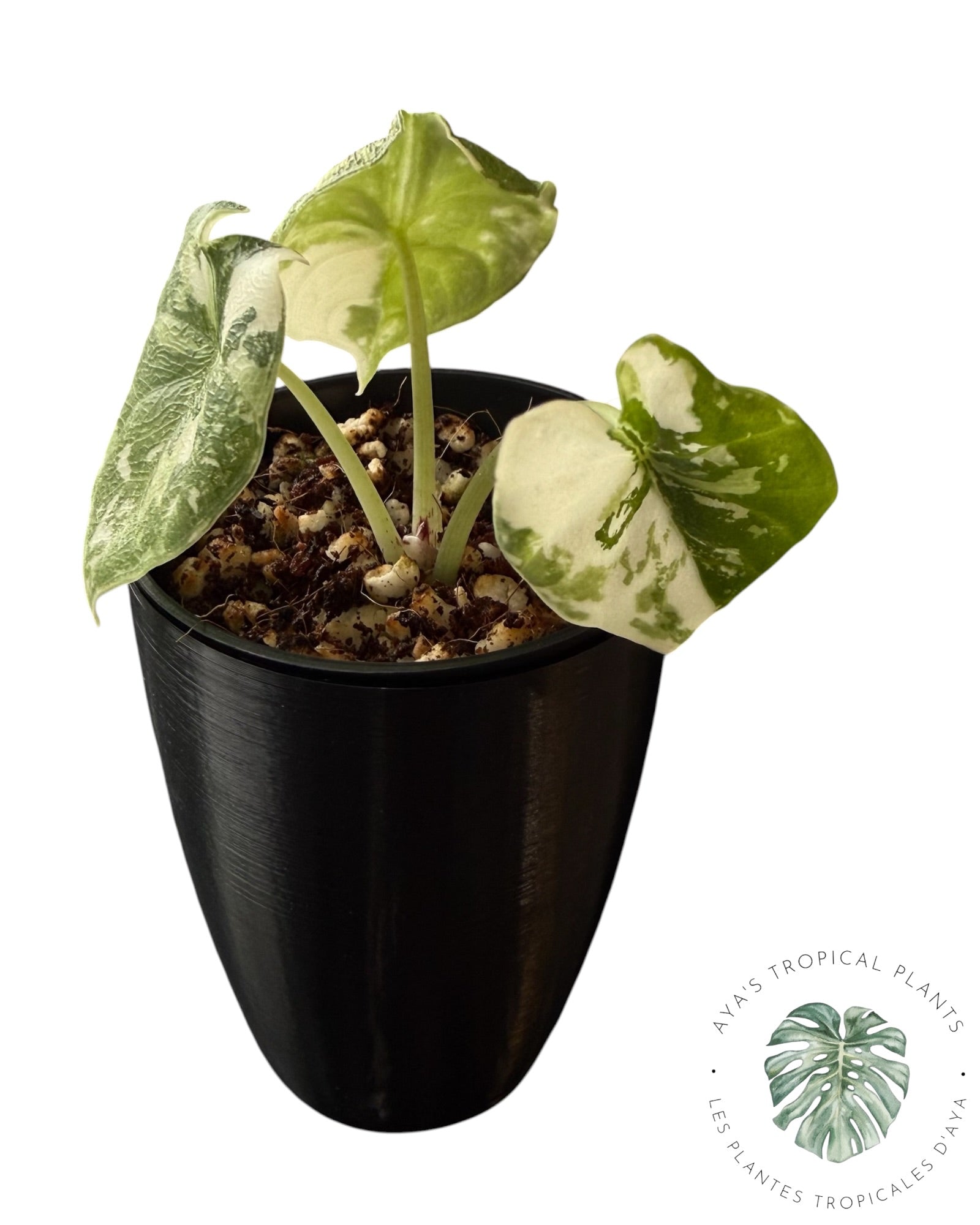 Alocasia Melo Albo panaché