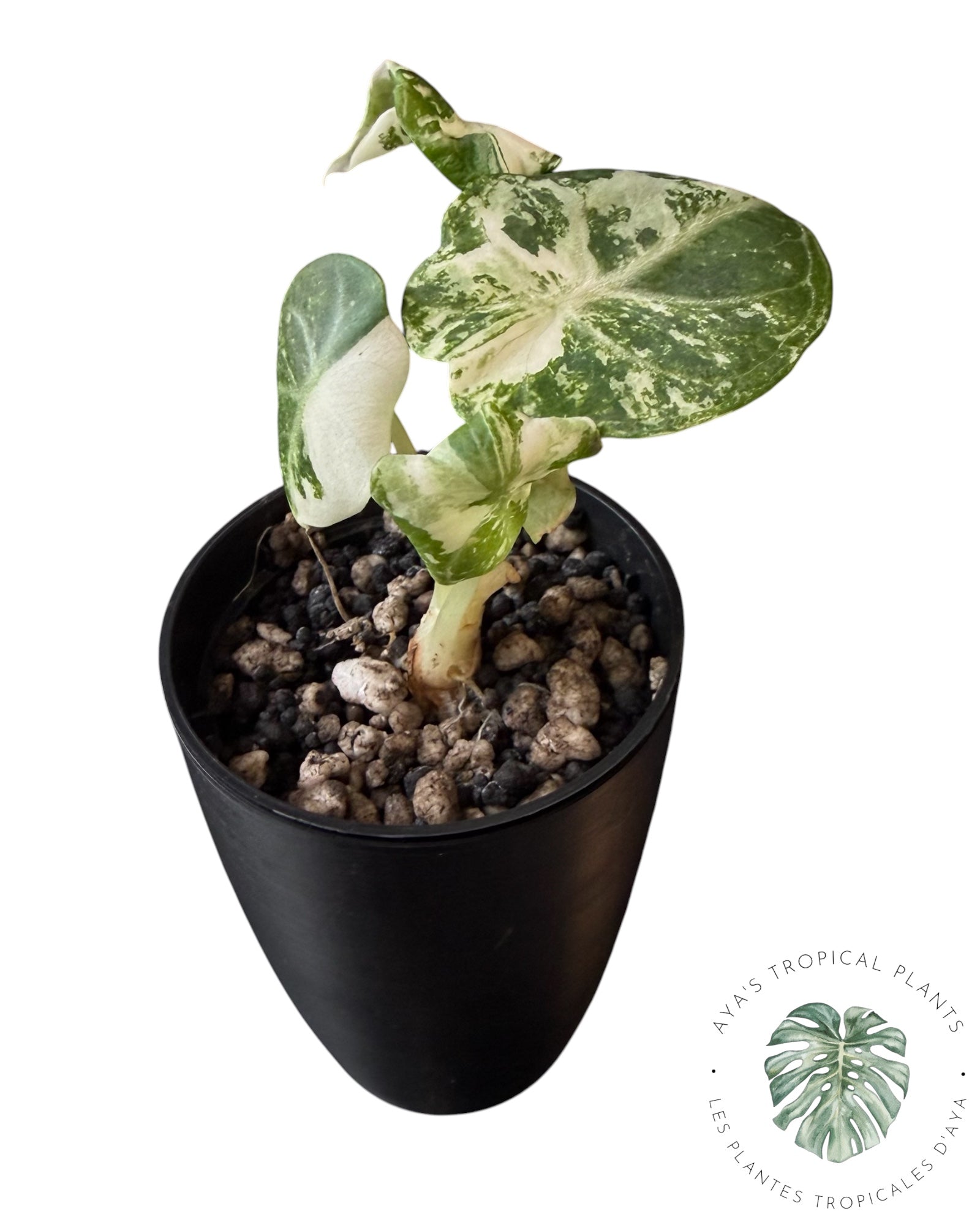 Alocasia Ninja Albo Variegated