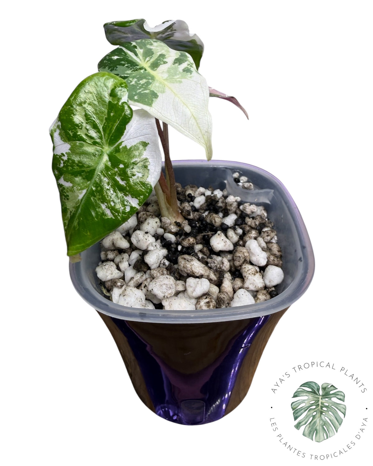 Alocasia Longiloba Grandis Pink Variegated