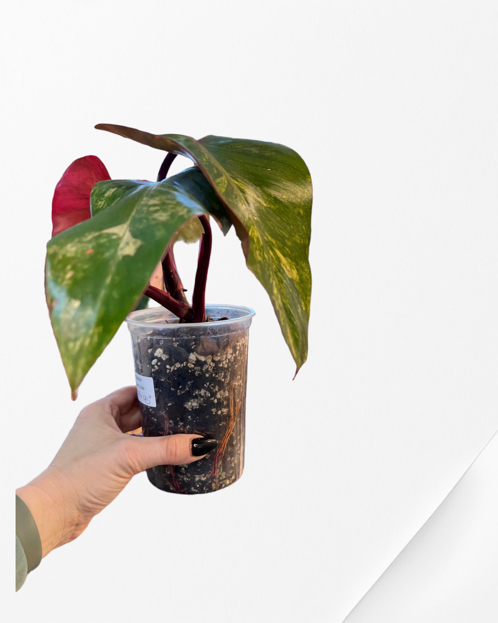 Philodendron Strawberry Shake JAS3