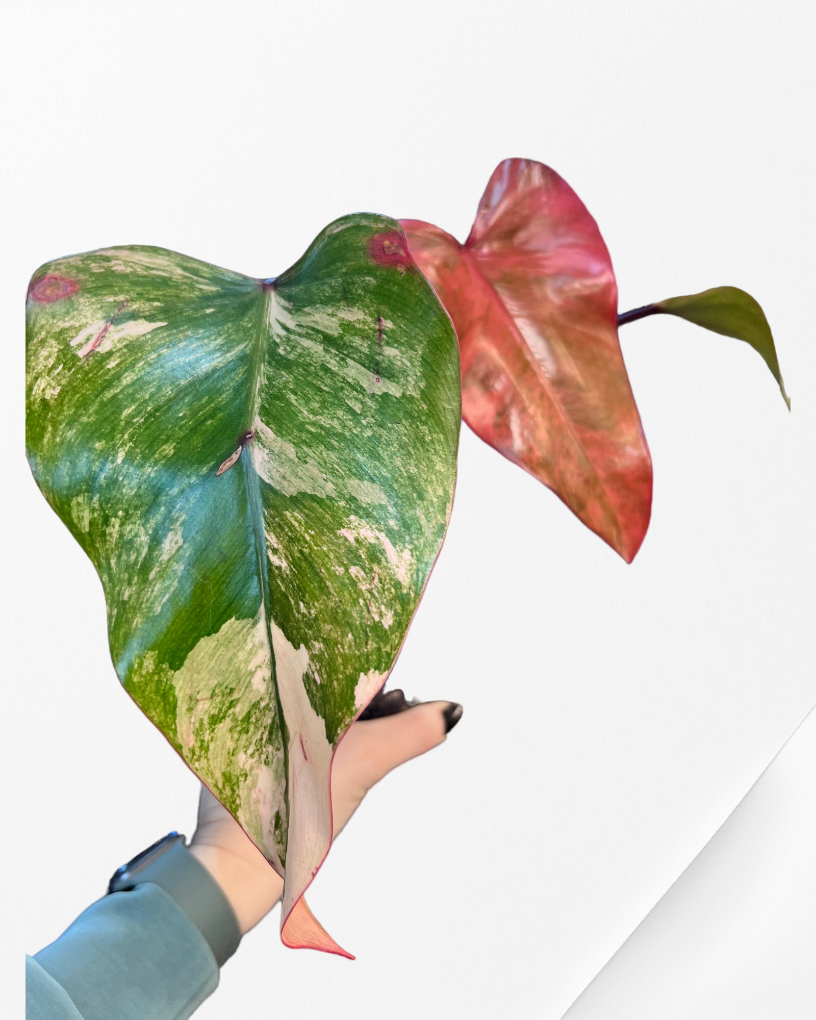 Philodendron Strawberry Shake JAS3