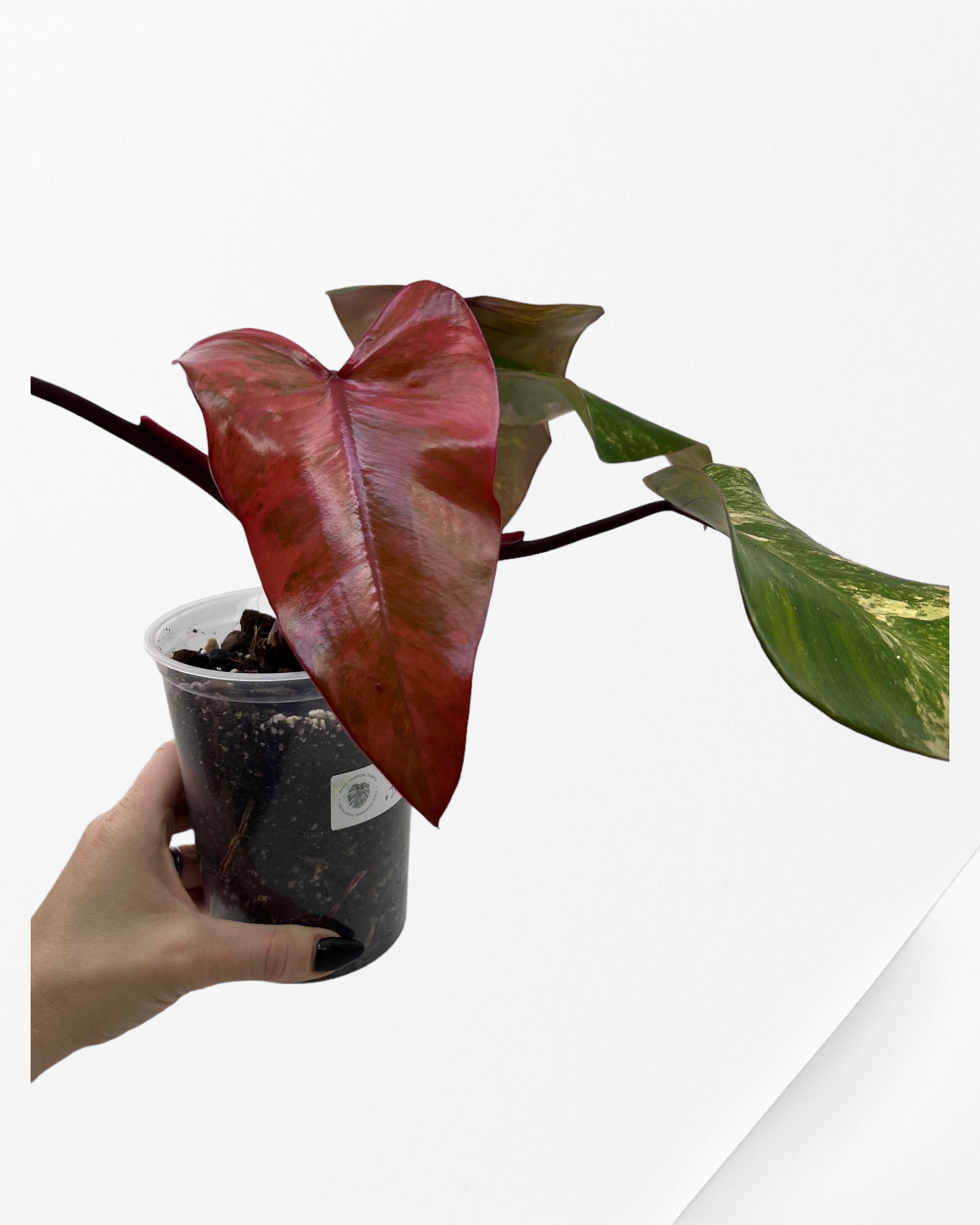 Philodendron Strawberry Shake JAS3