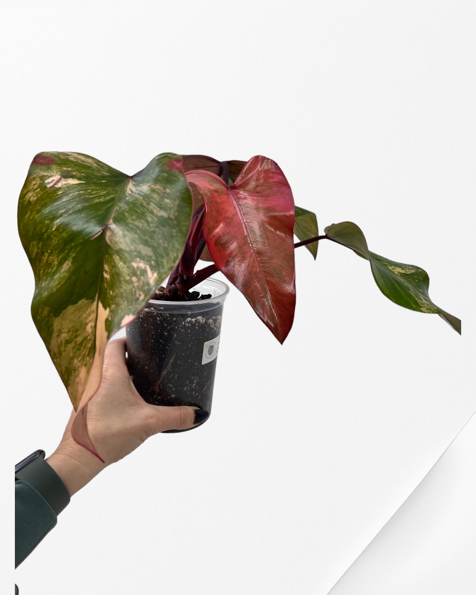 Philodendron Strawberry Shake JAS3