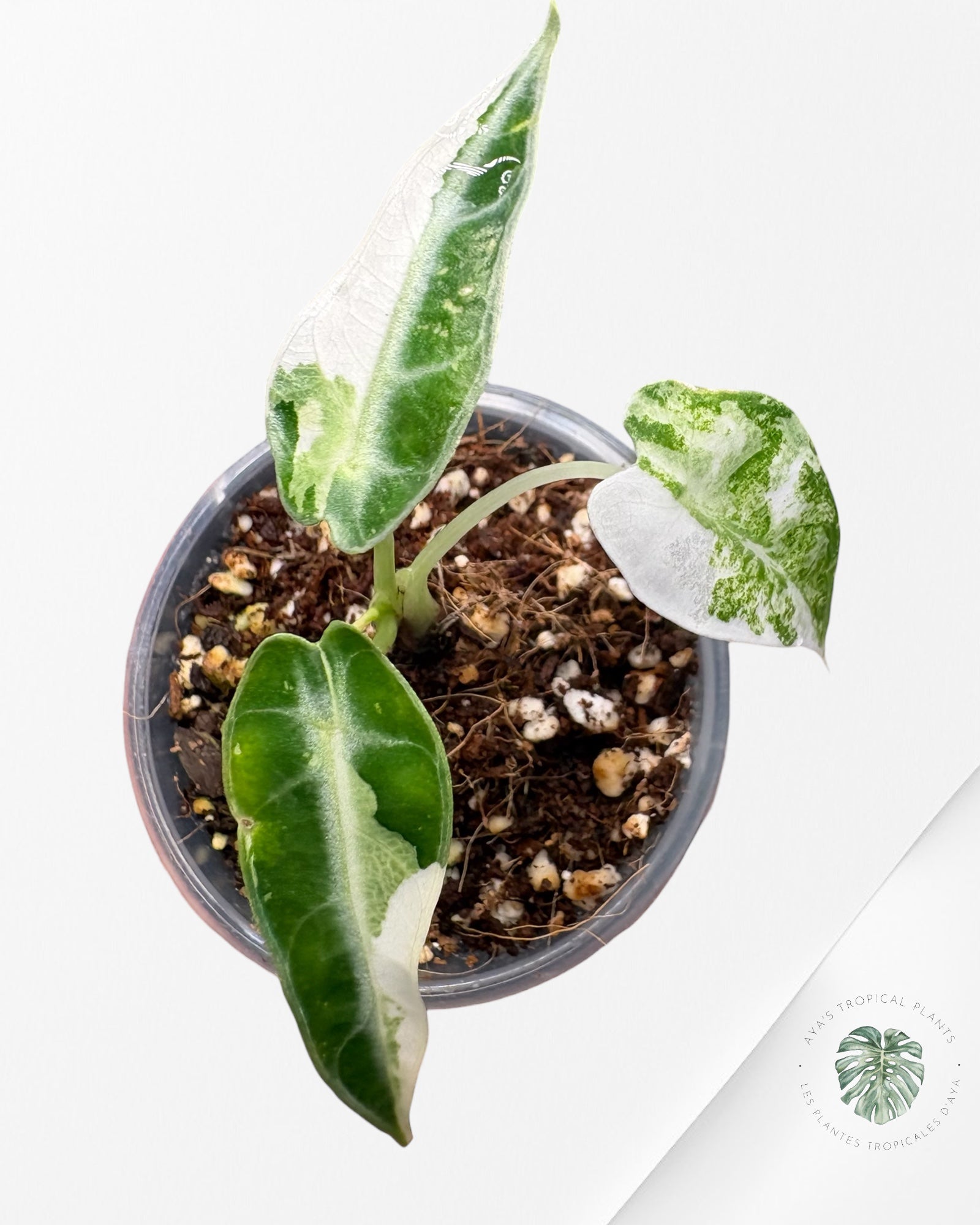 Alocasia Bambino Albo & Aurea Variegated