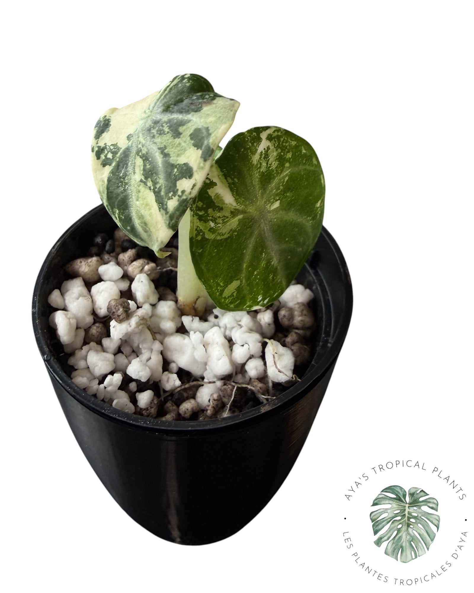 Alocasia Ninja Albo Variegated