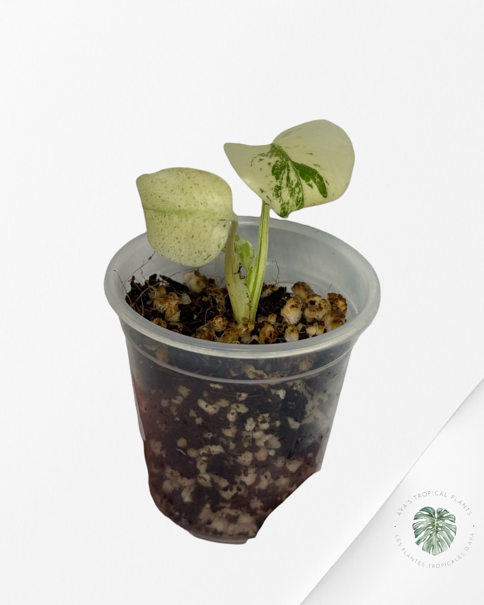 Monstera White Mint |Rare TC Plant | Aya's Tropical Plants