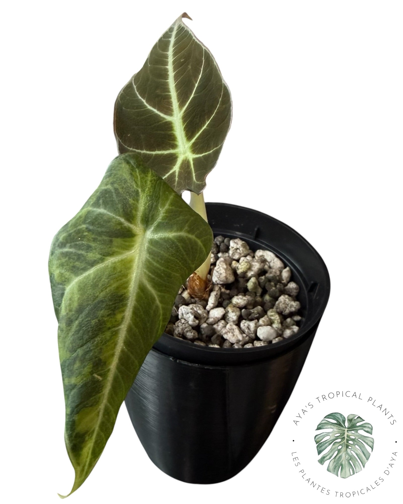 Alocasia Black Velvet Aurea Variegated