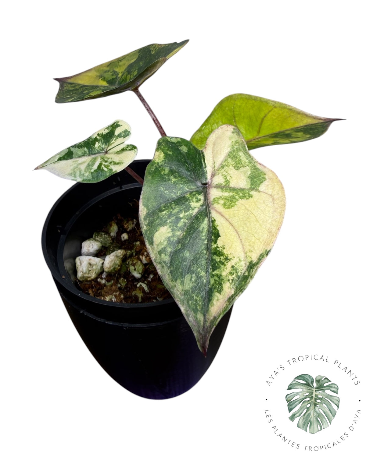 Alocasia Yucatan Aurea Variegated