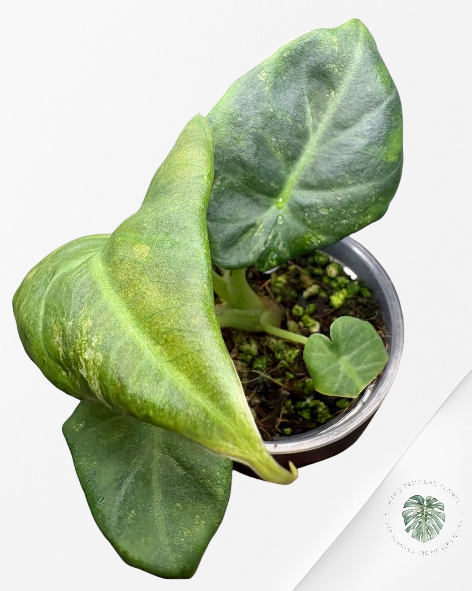 Alocasia Regal Shield Aurea Variegated