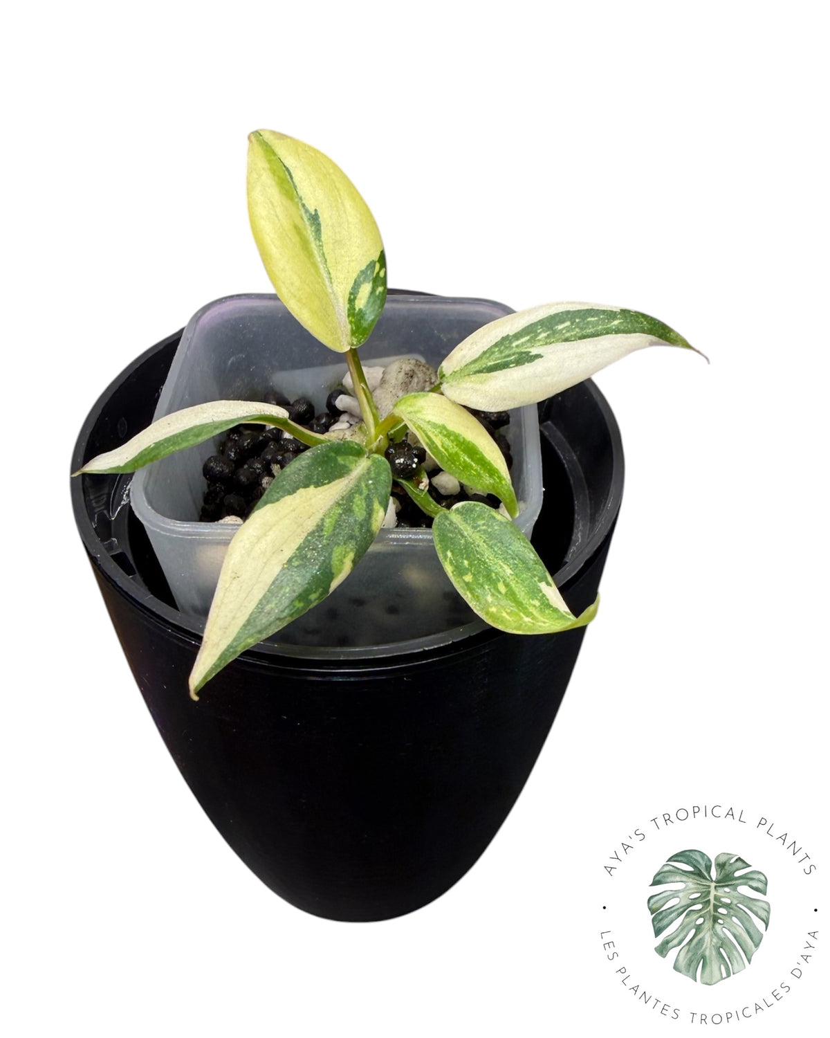Philodendron Gloriosum Tricolor Variegated