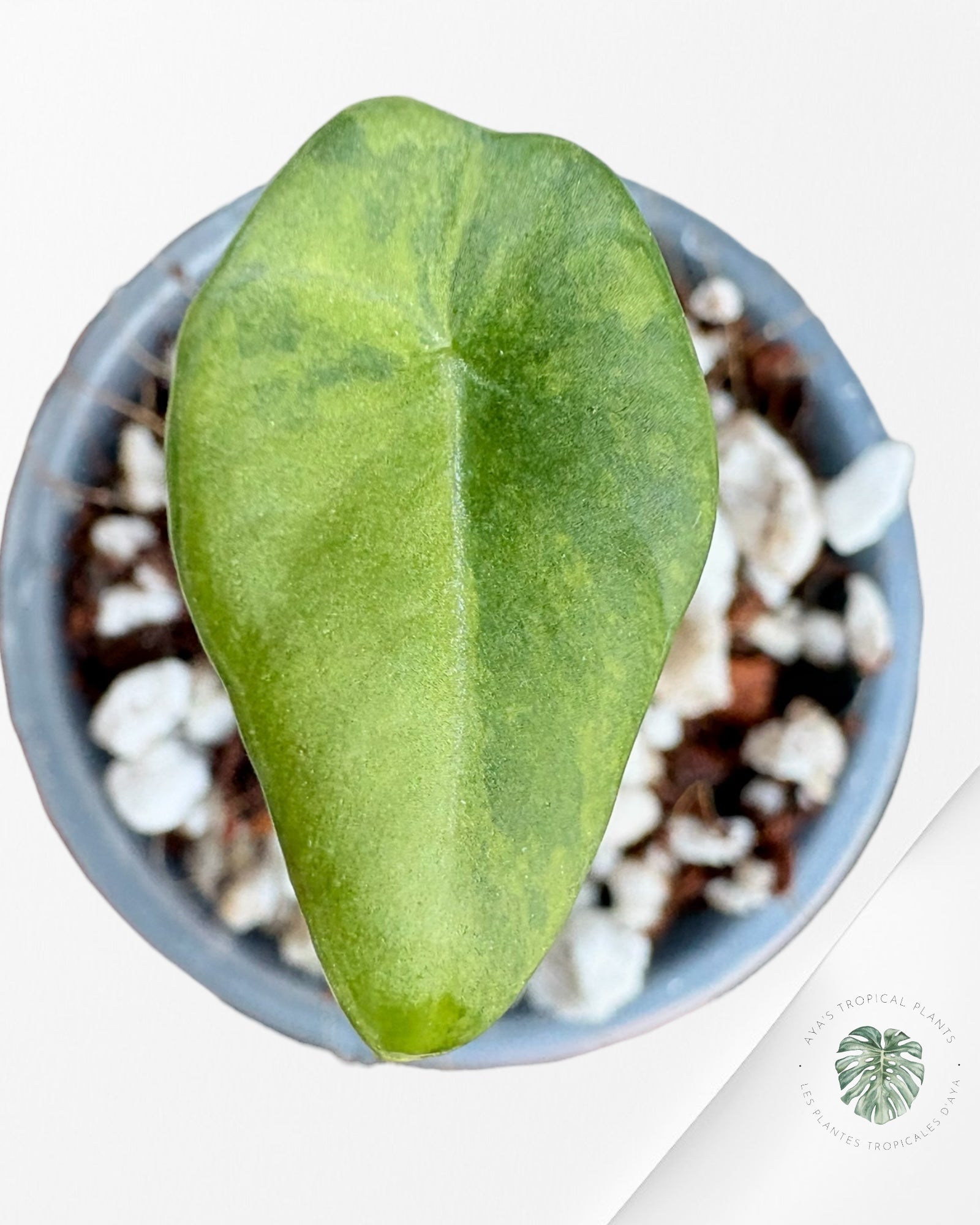 Alocasia Black Velvet Aurea Variegated