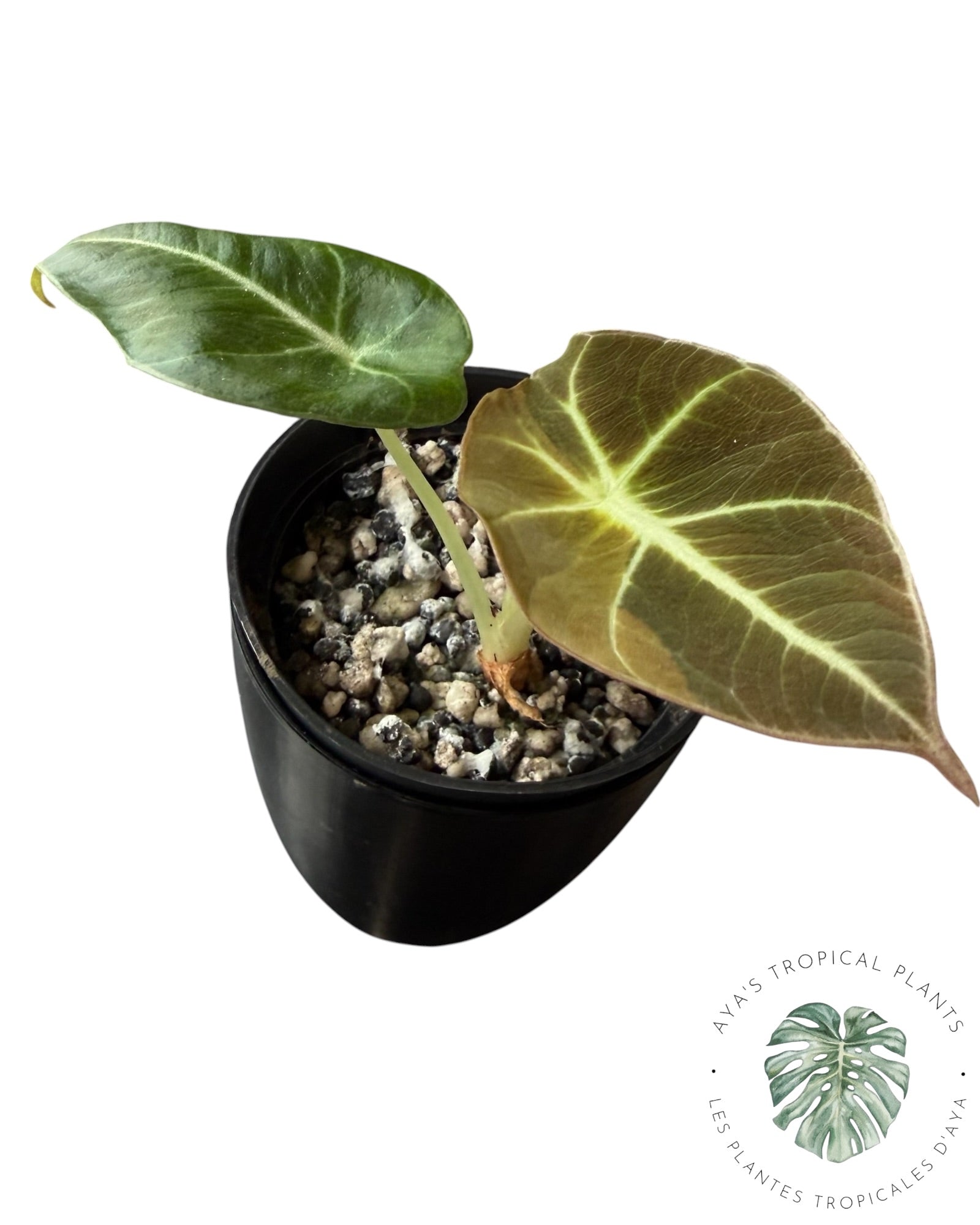Alocasia Black Velvet Aurea Variegated